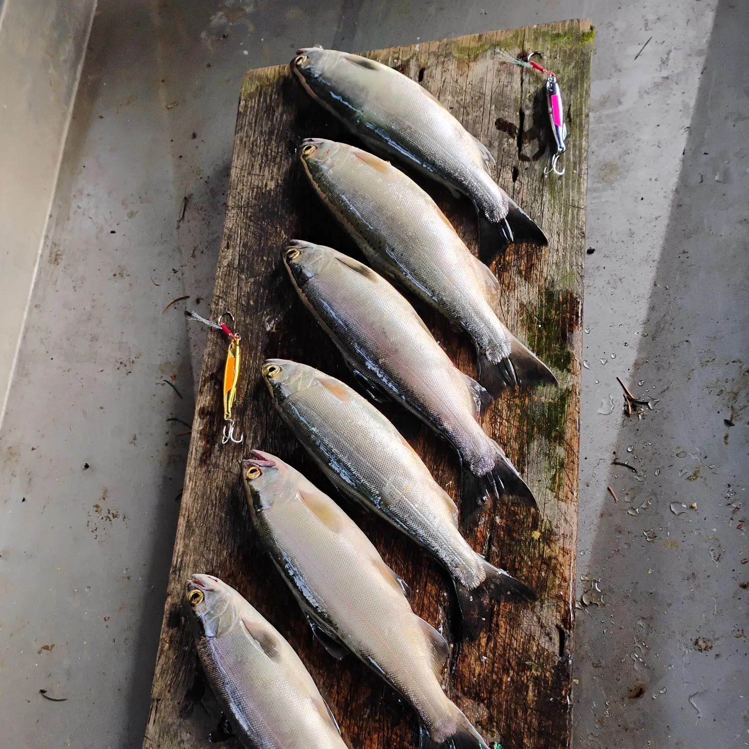 recently logged catches
