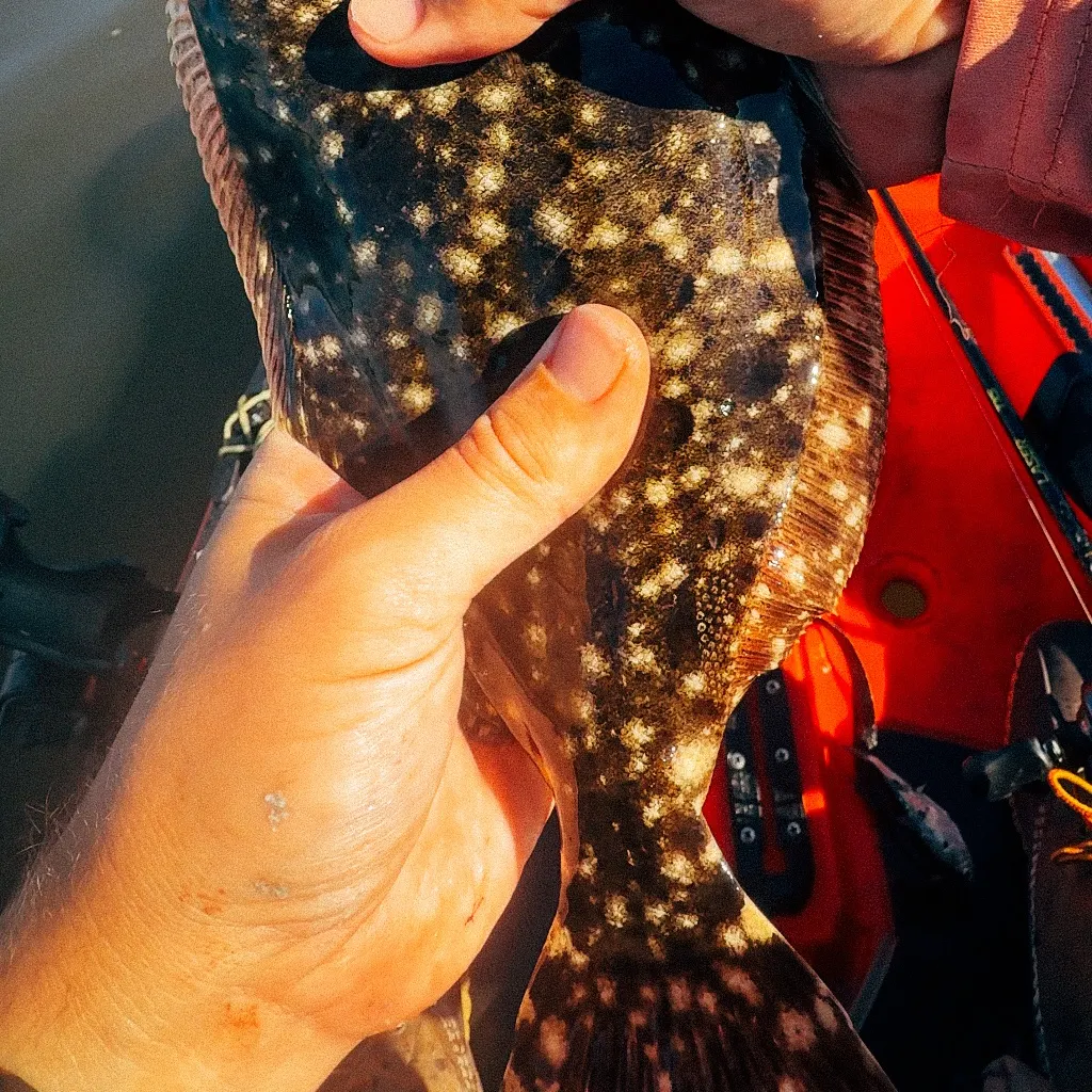 Southern flounder caught on Fishbrain