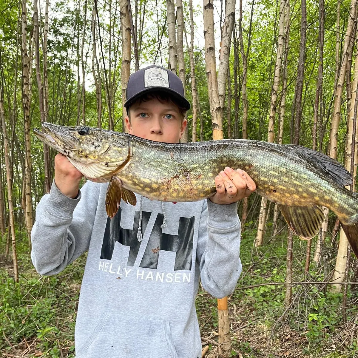Northern pike caught on Fishbrain