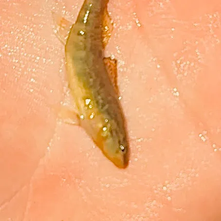 The most recent Rainbow darter catches on Fishbrain