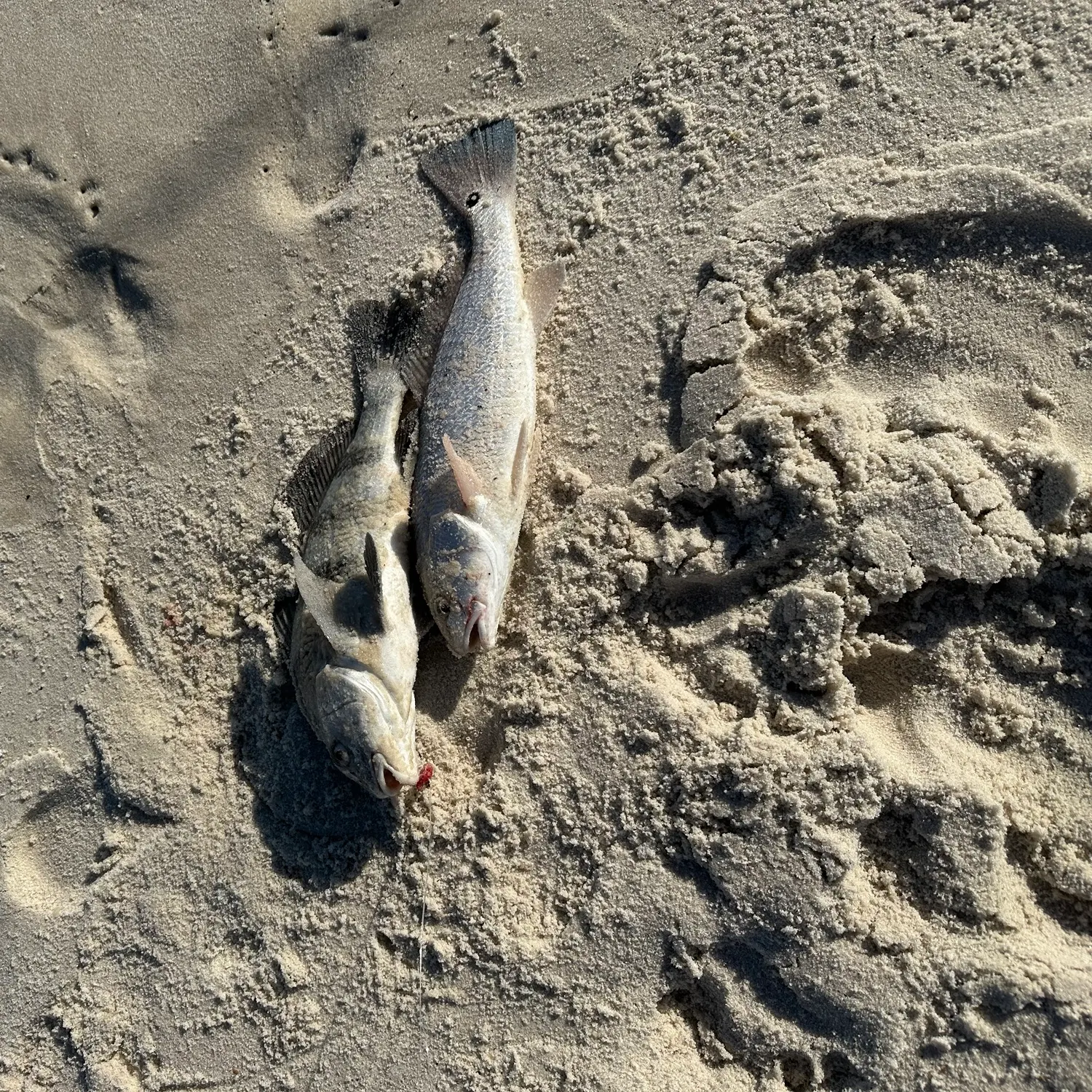 Red drum caught on Fishbrain