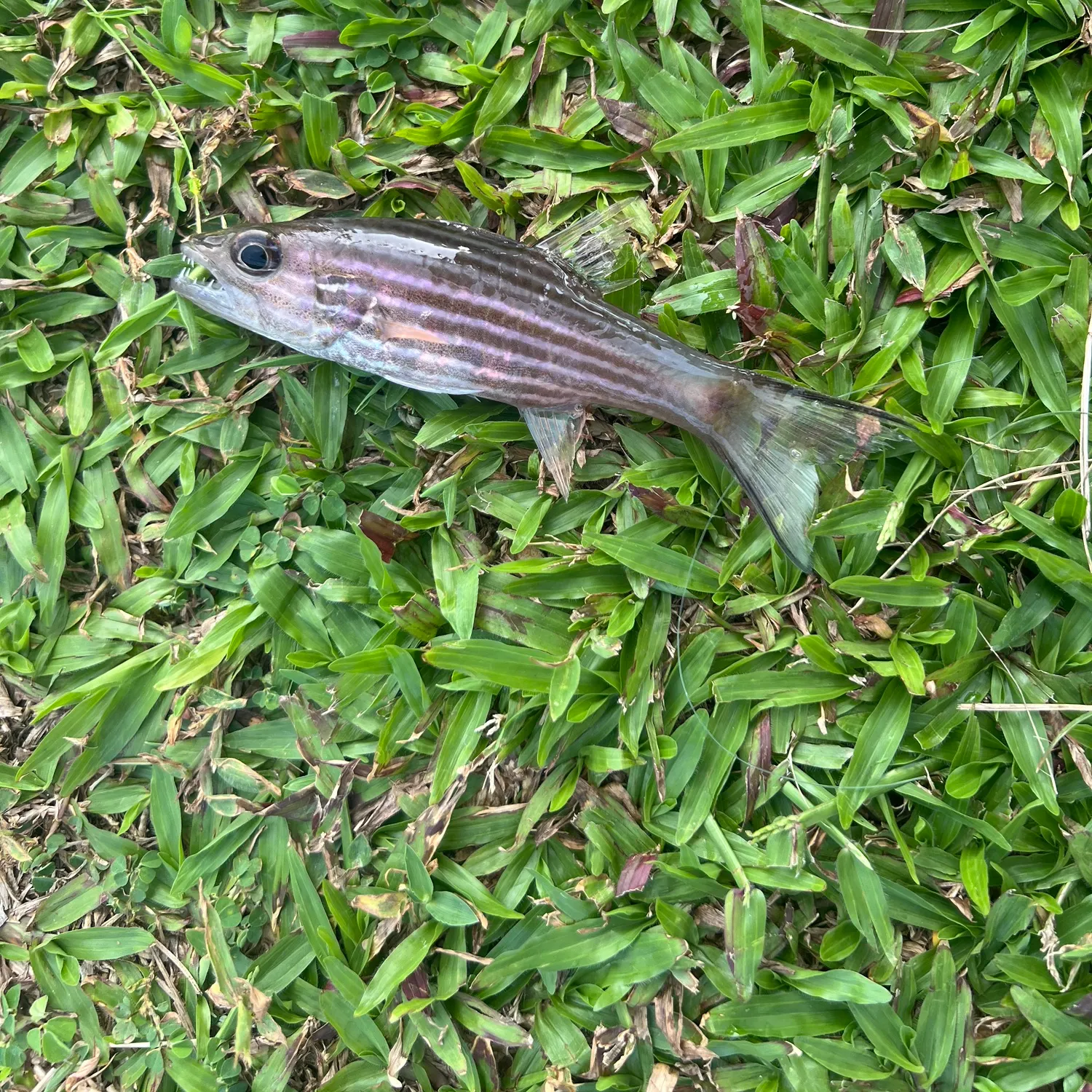 Fish caught on Fishbrain