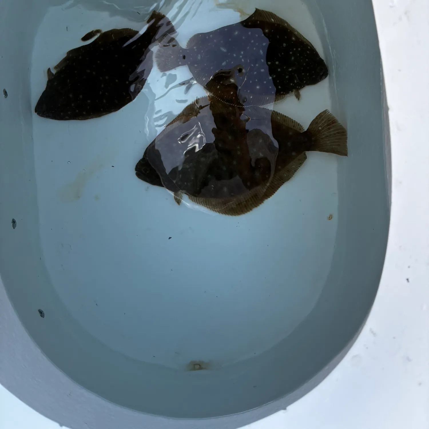 The most recent Fantail sole catches on Fishbrain