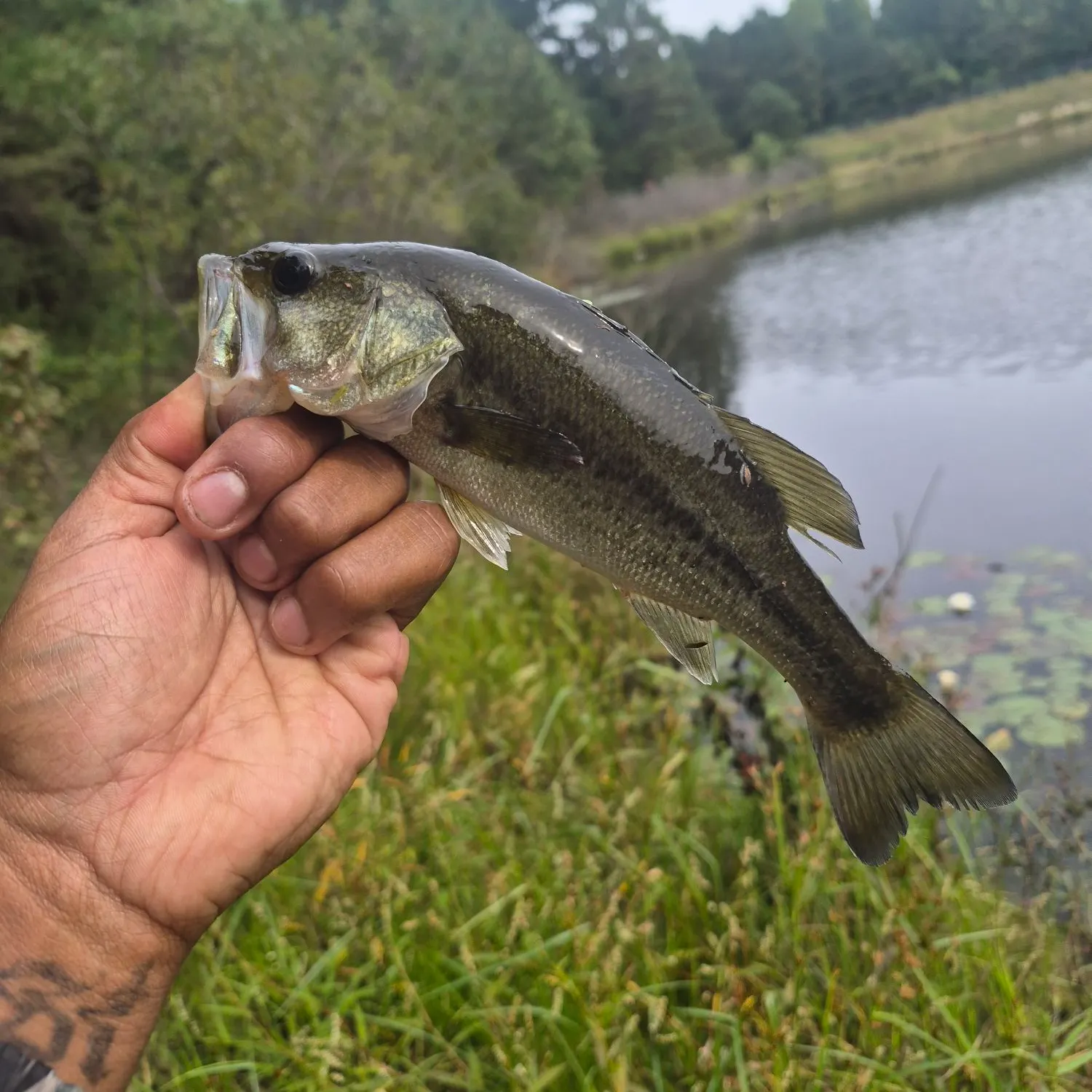 Largemouth bass caught on Fishbrain