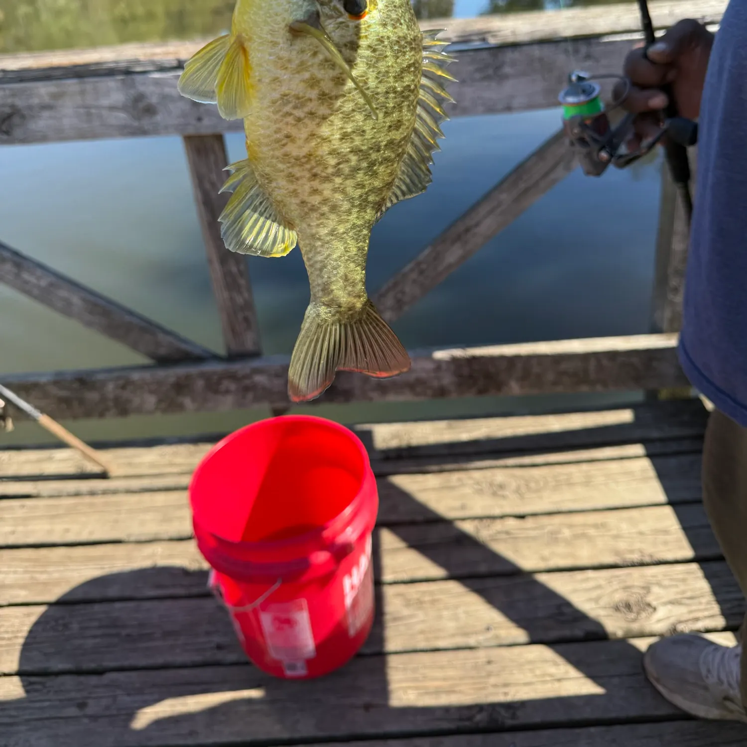 Redear sunfish caught on Fishbrain