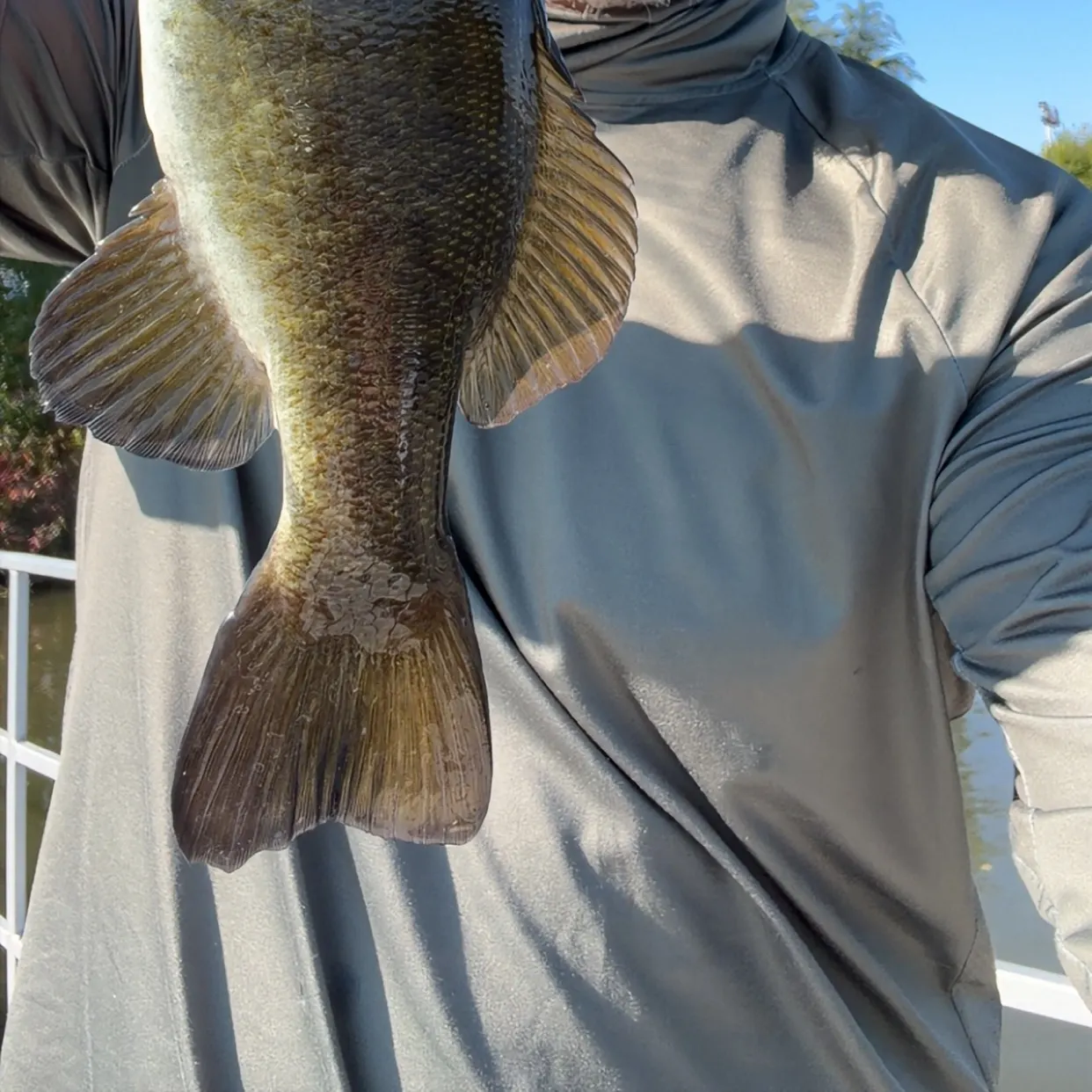 Smallmouth bass caught on Fishbrain