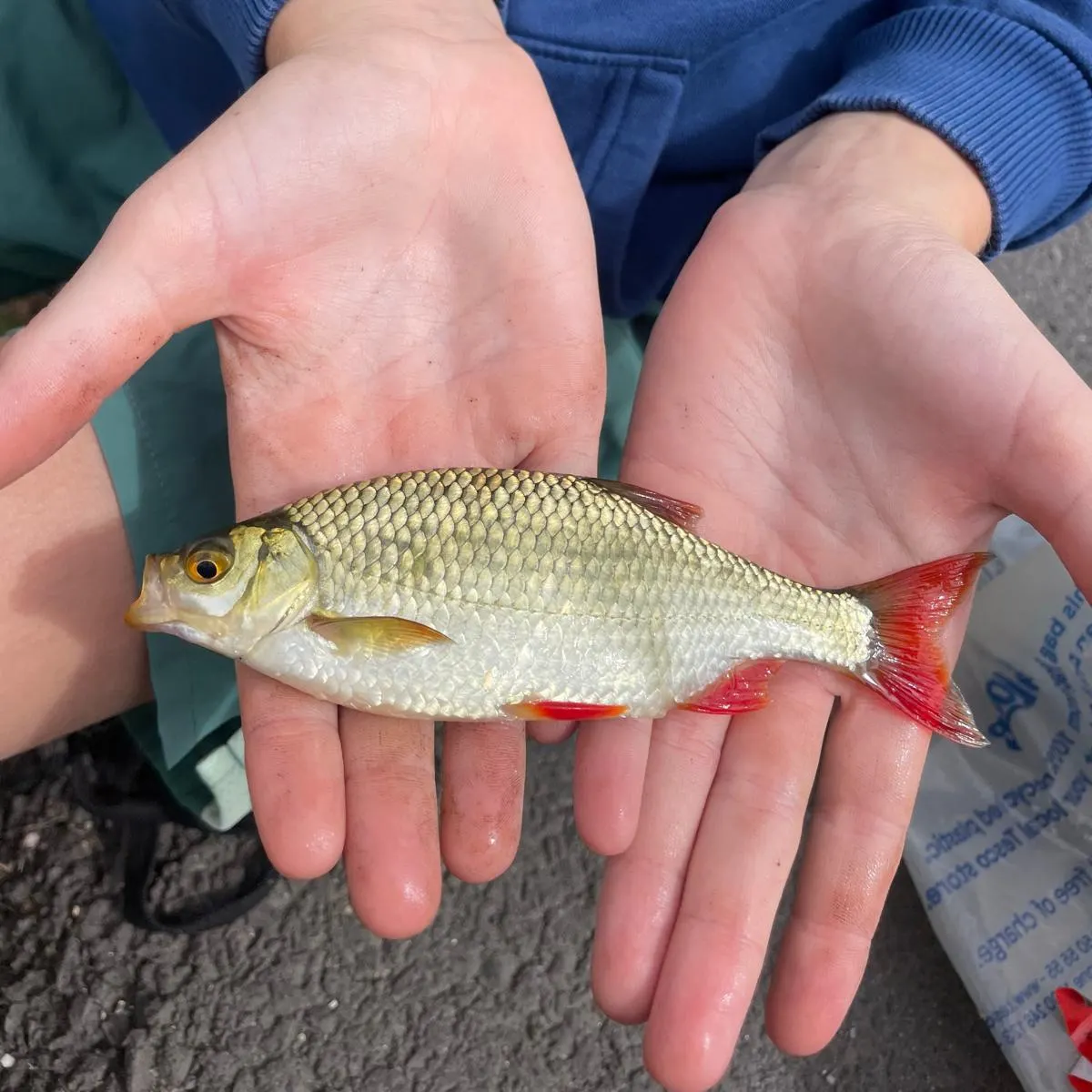 Common rudd caught on Fishbrain
