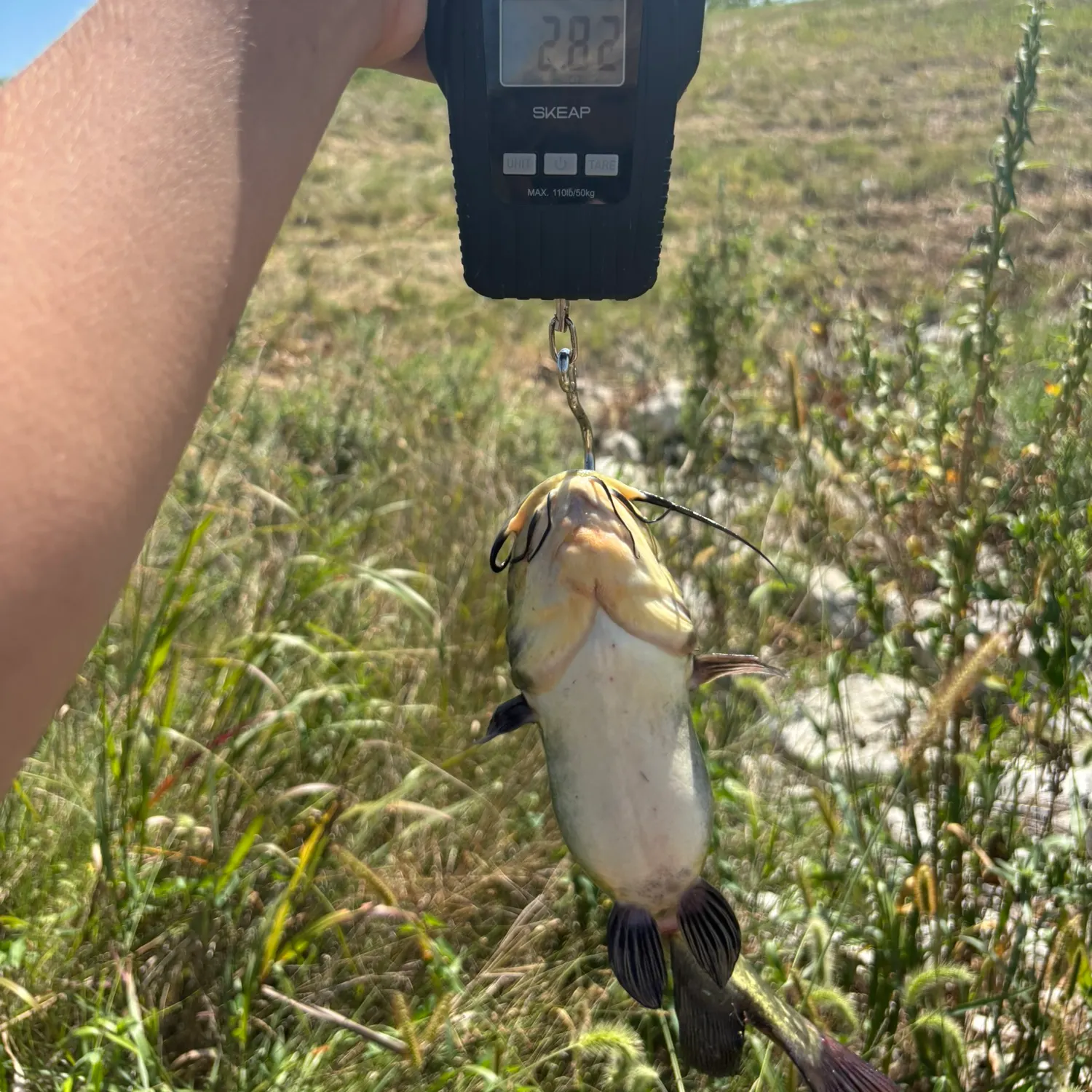 Black bullhead caught on Fishbrain