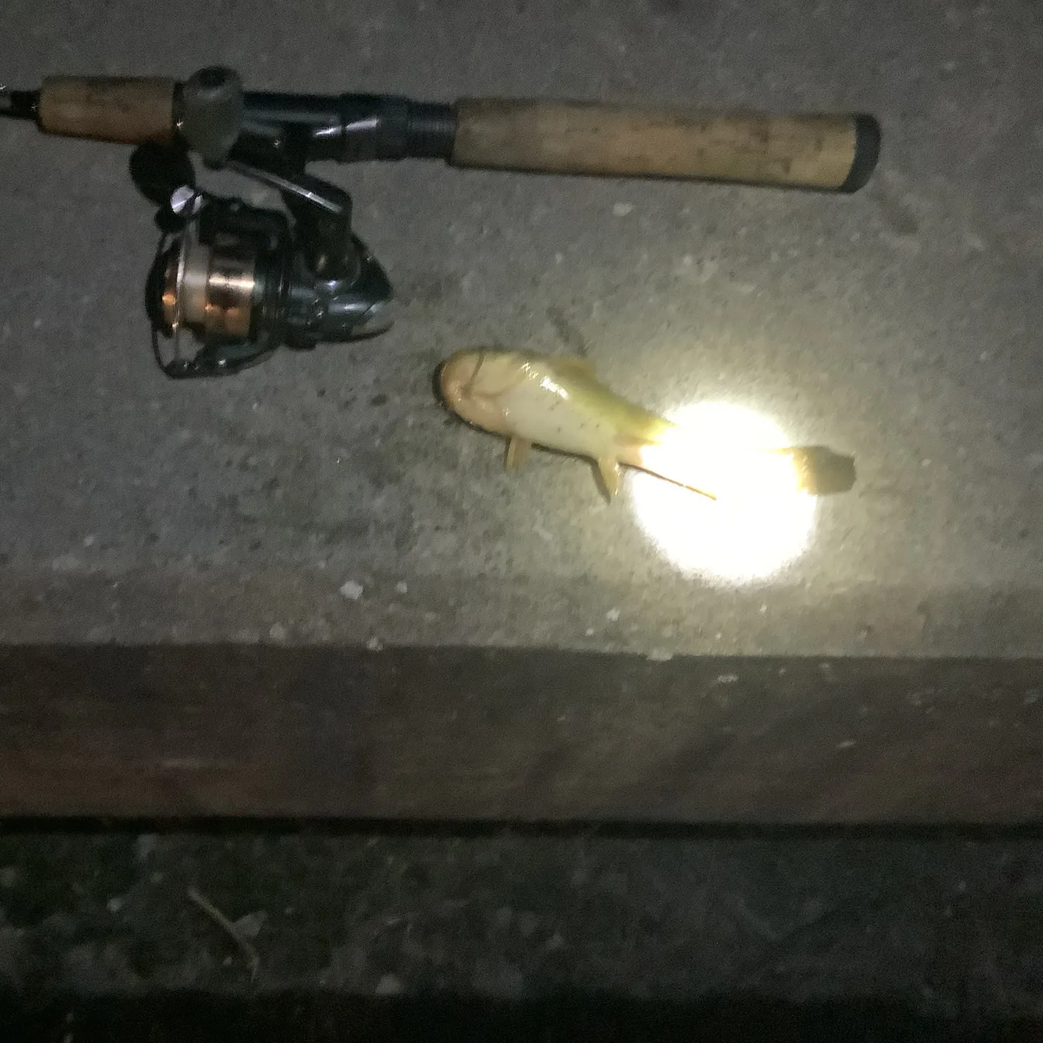 Yellow bullhead caught on Fishbrain