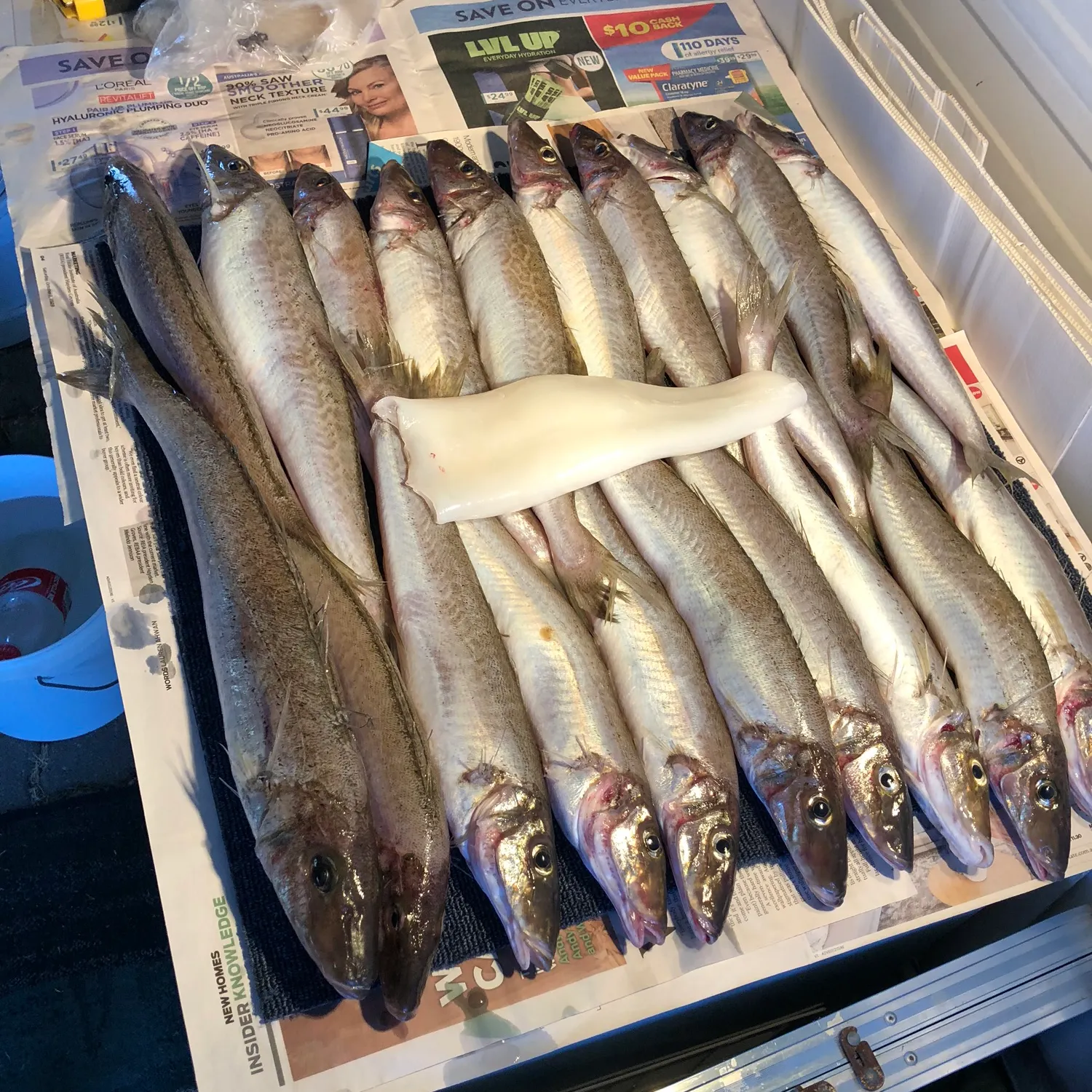 recently logged catches