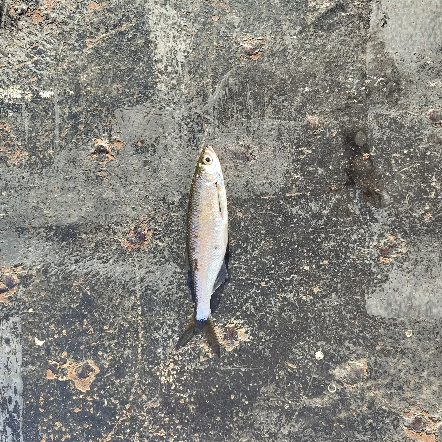 Common bleak caught on Fishbrain