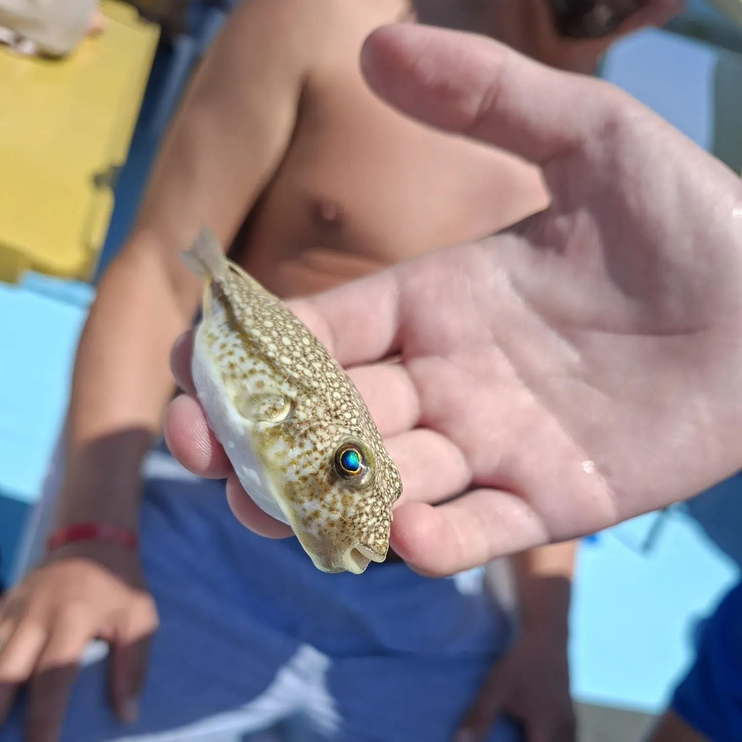 The most recent Yellowspotted puffer catches on Fishbrain