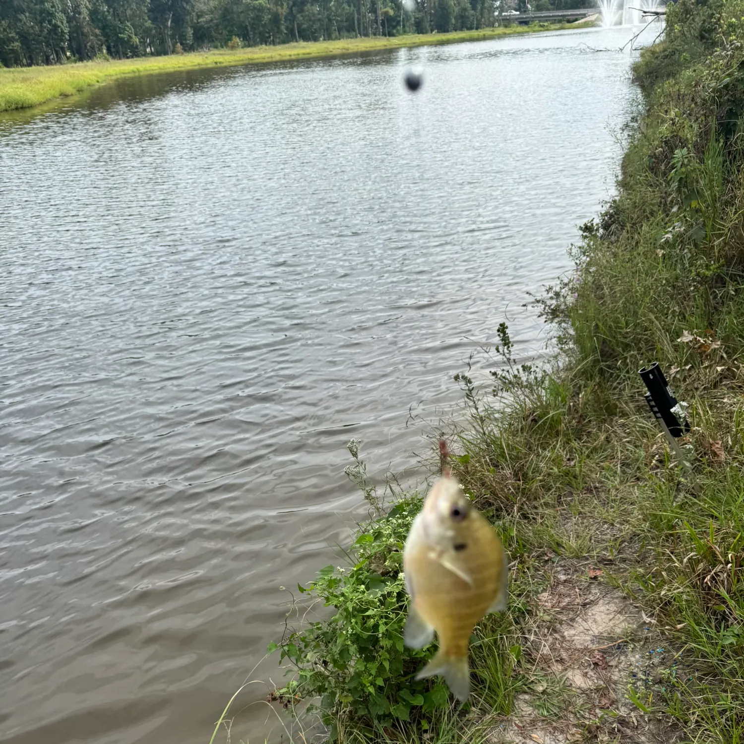Bluegill caught on Fishbrain
