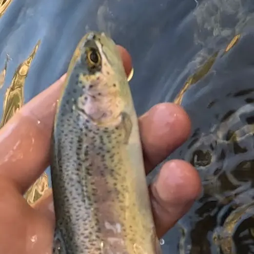 Kern River Rainbow Trout caught on Fishbrain