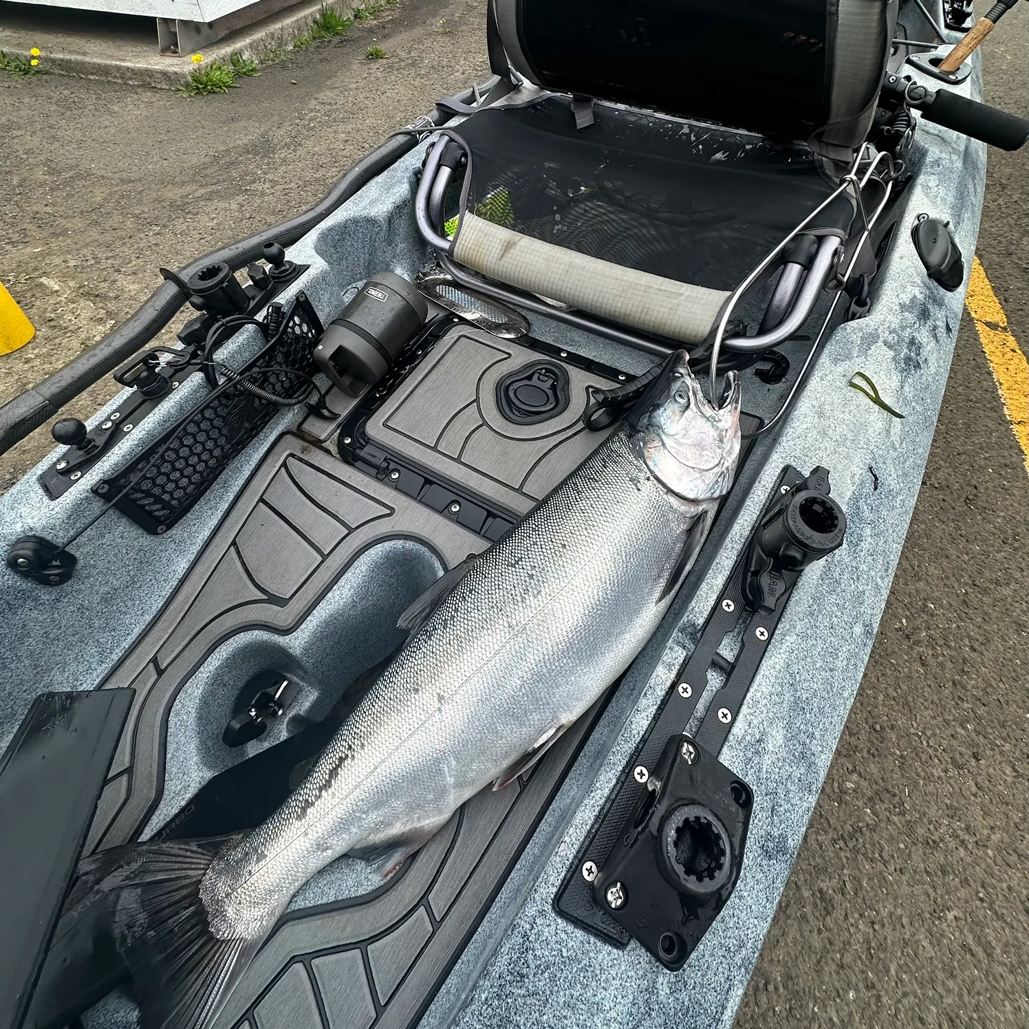 Coho salmon caught on Fishbrain