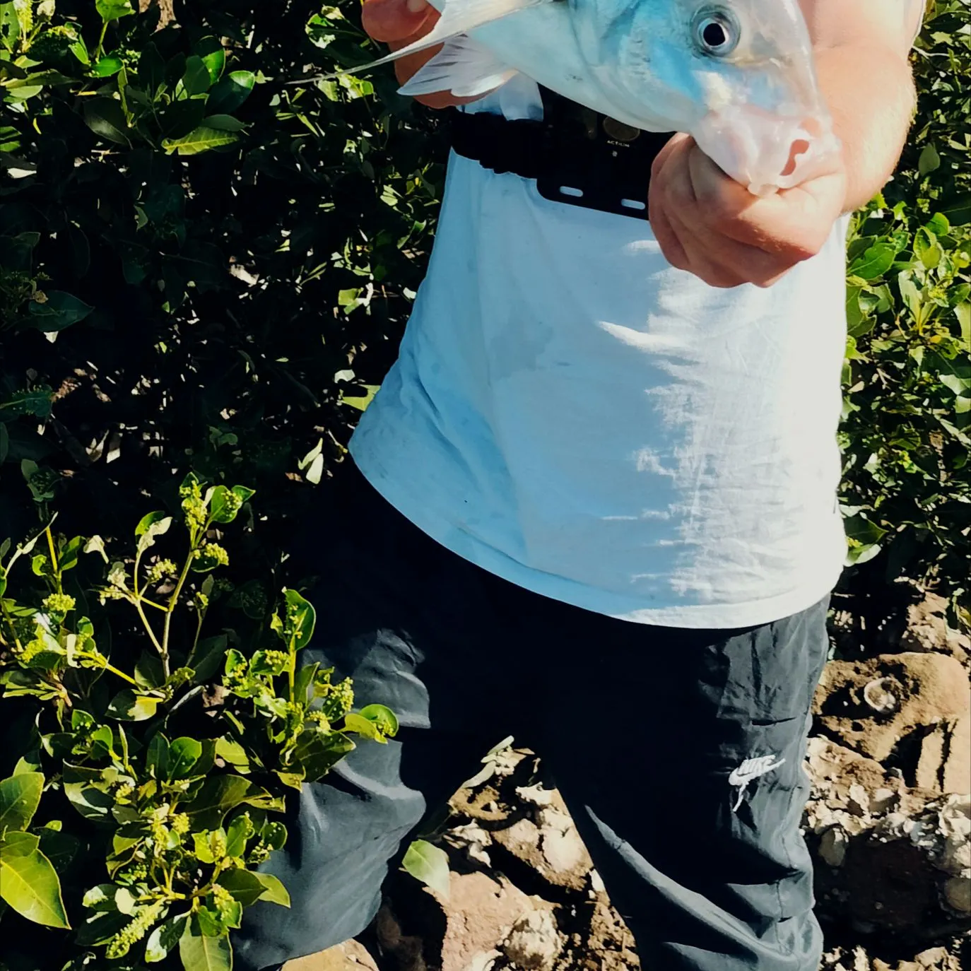The most recent Silver trevally catches on Fishbrain