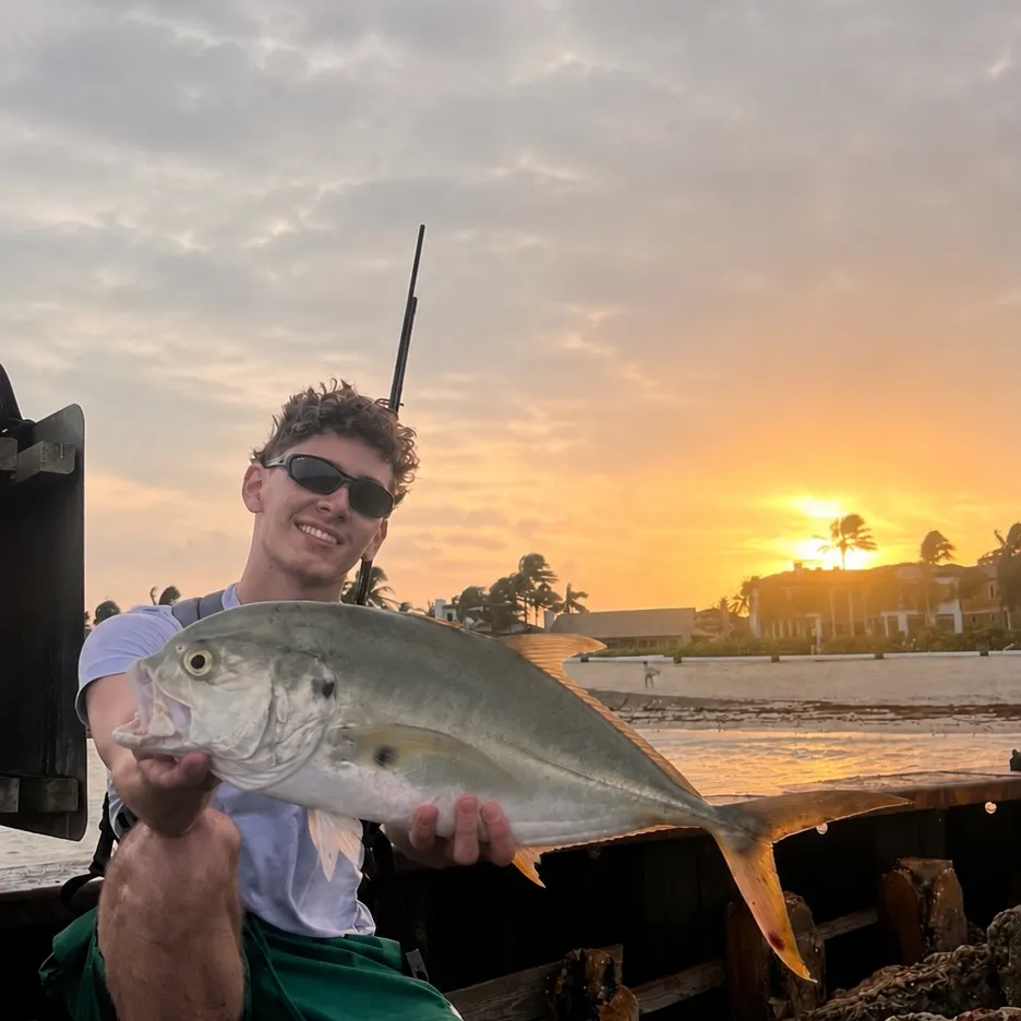 The most recent Crevalle jack catches on Fishbrain