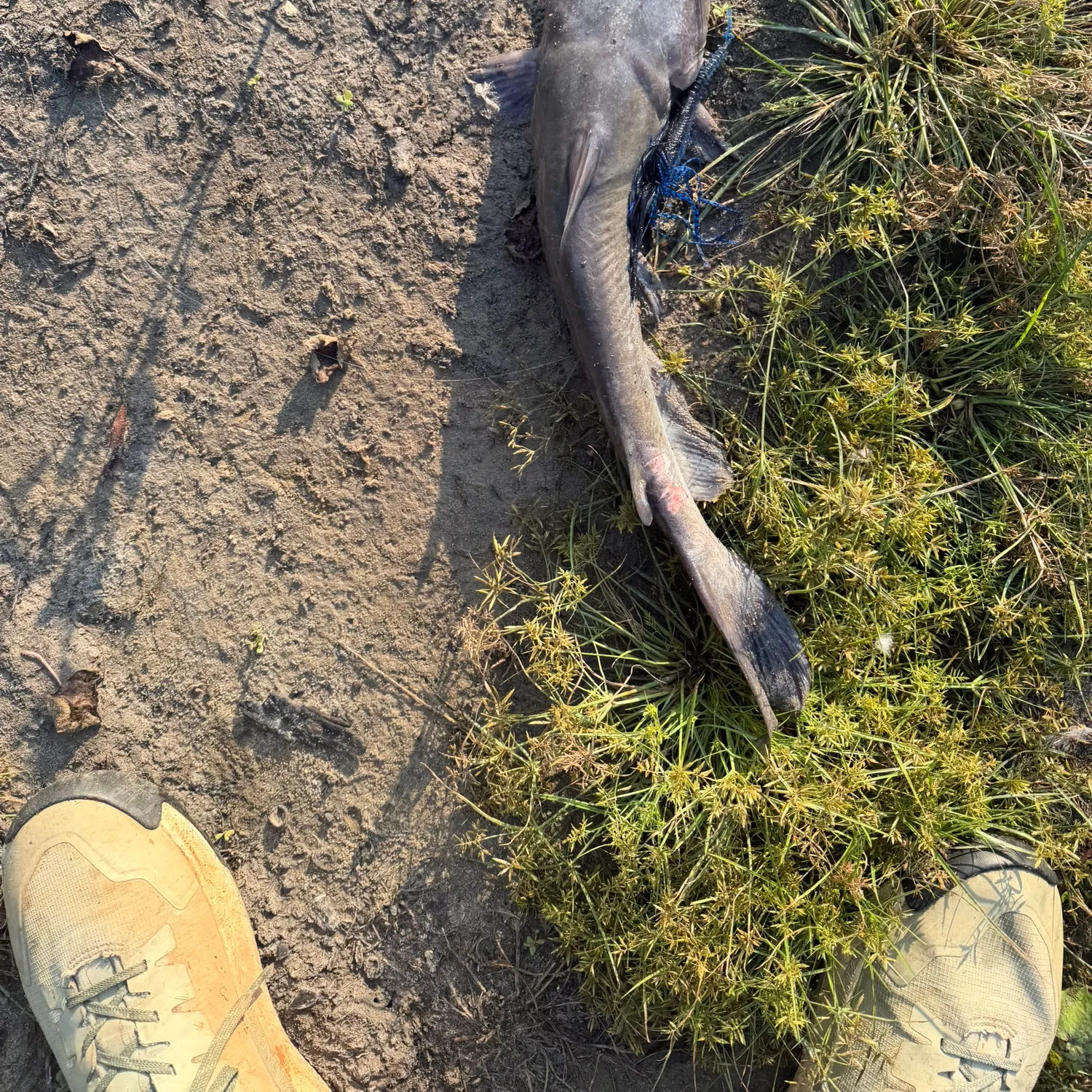 Channel catfish caught on Fishbrain