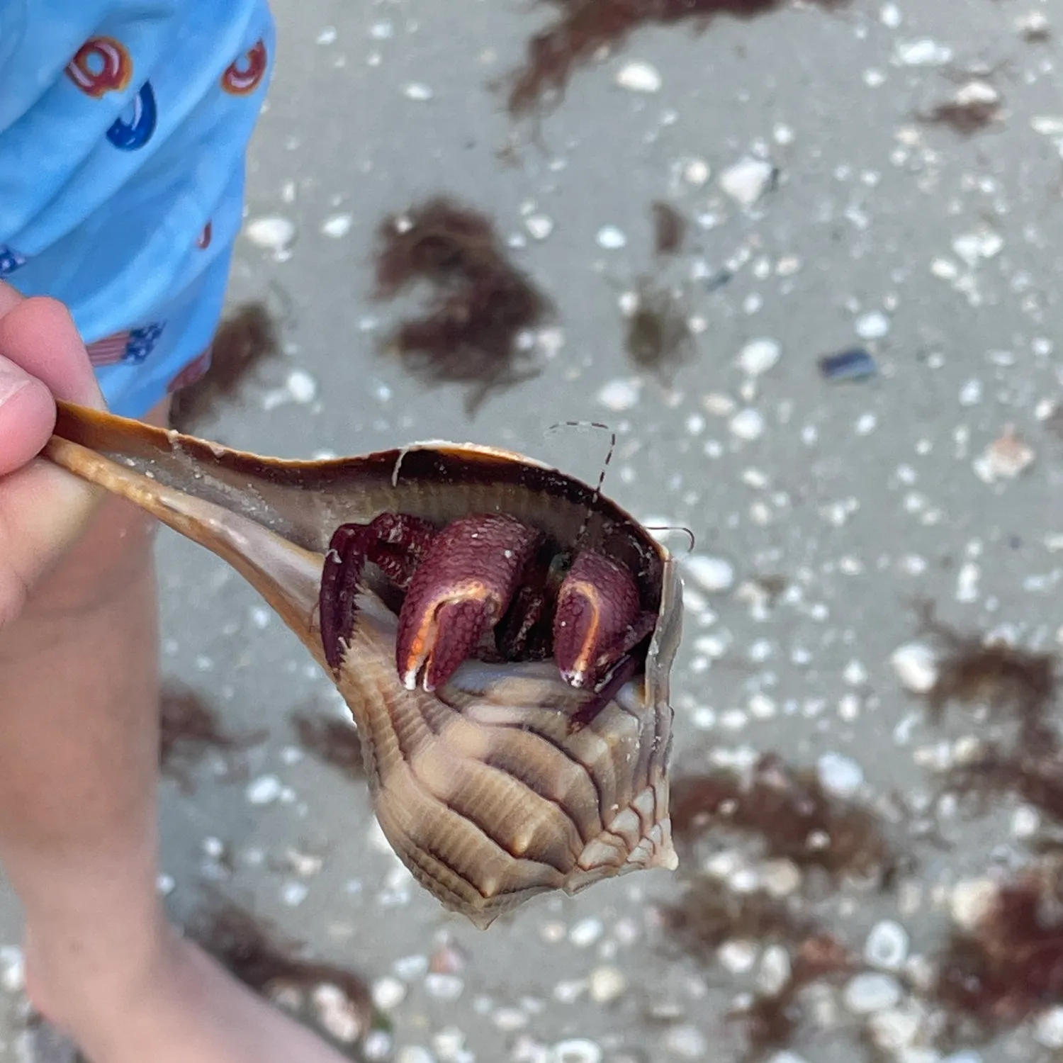 The most recent Red rock crab catches on Fishbrain