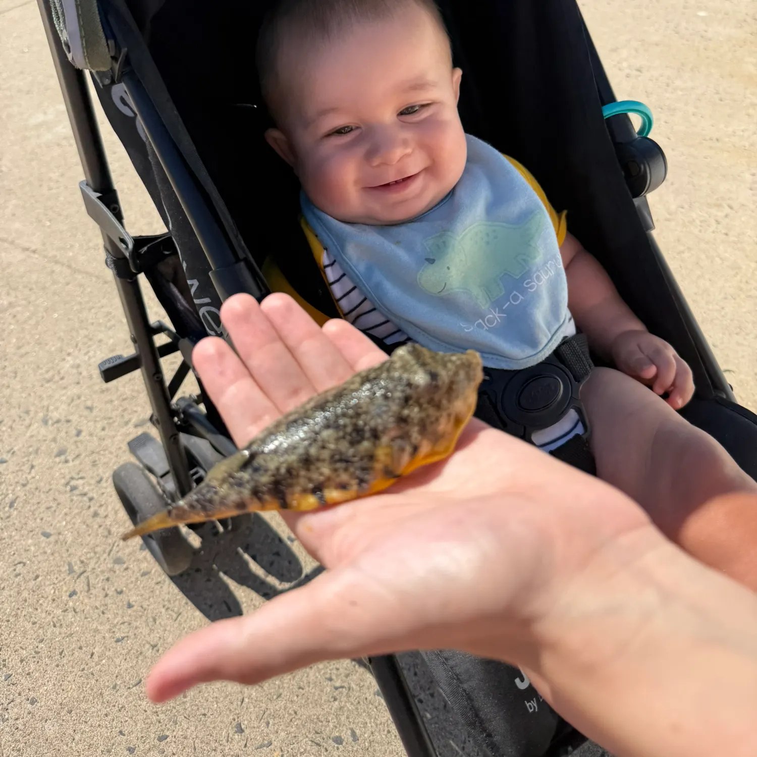 Northern puffer caught on Fishbrain