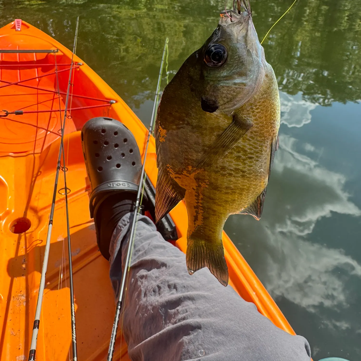 Bluegill caught on Fishbrain