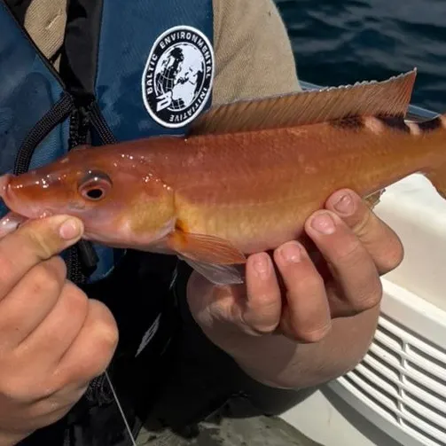 The most recent Cuckoo wrasse catches on Fishbrain