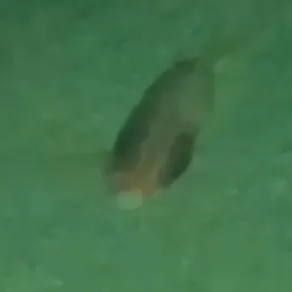 The most recent Atlantic bigeye catches on Fishbrain