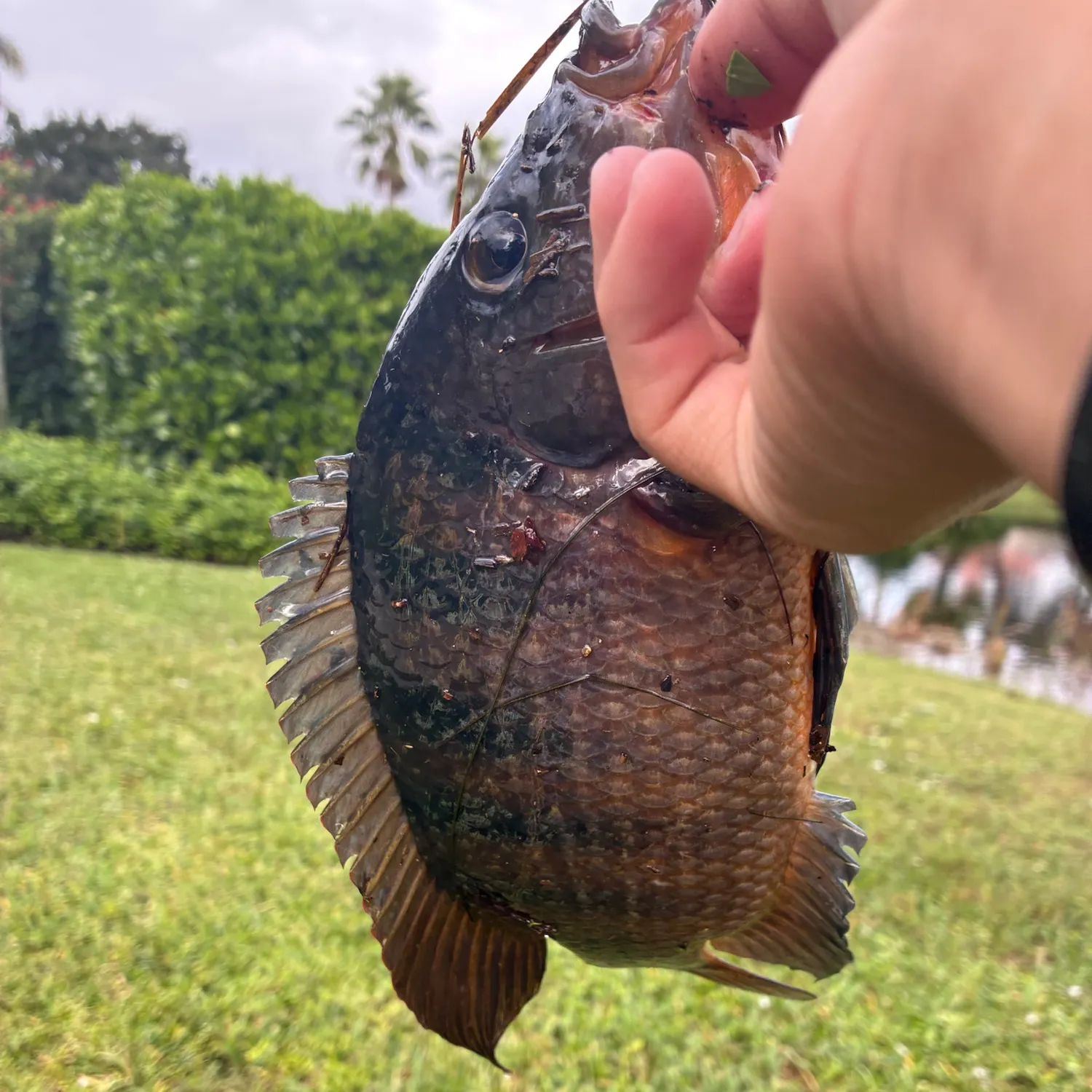 Mayan cichlid caught on Fishbrain