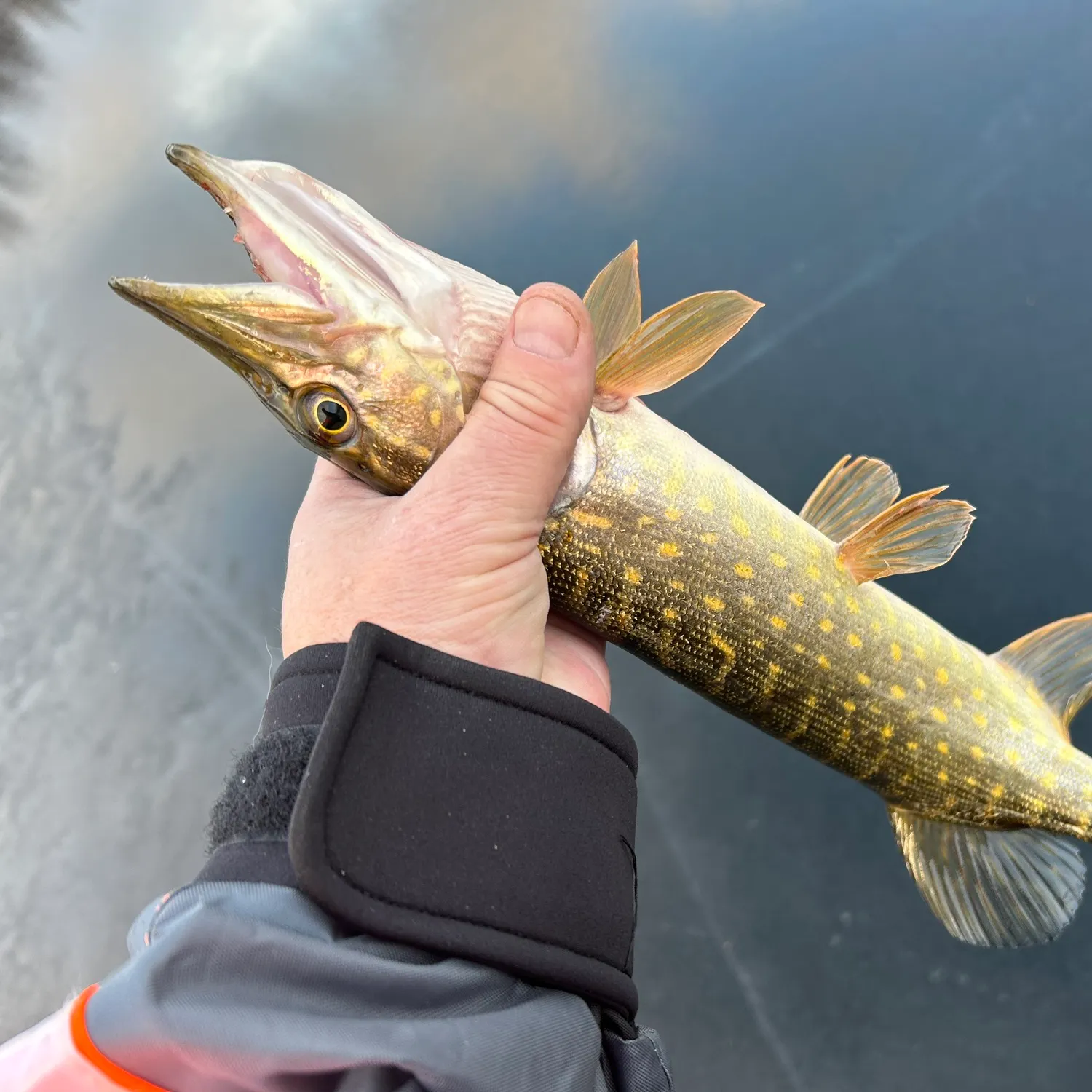 Northern pike caught on Fishbrain
