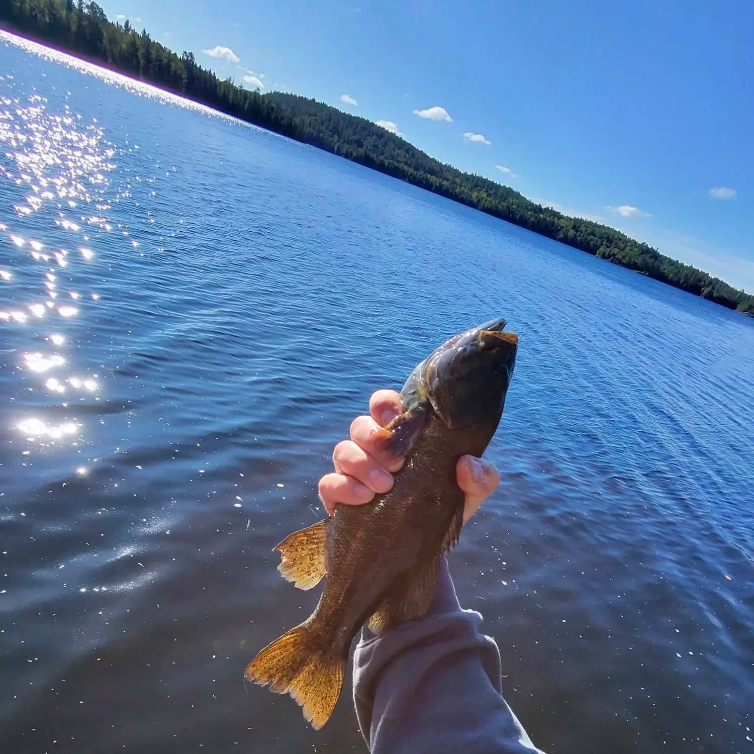 Smallmouth bass caught on Fishbrain