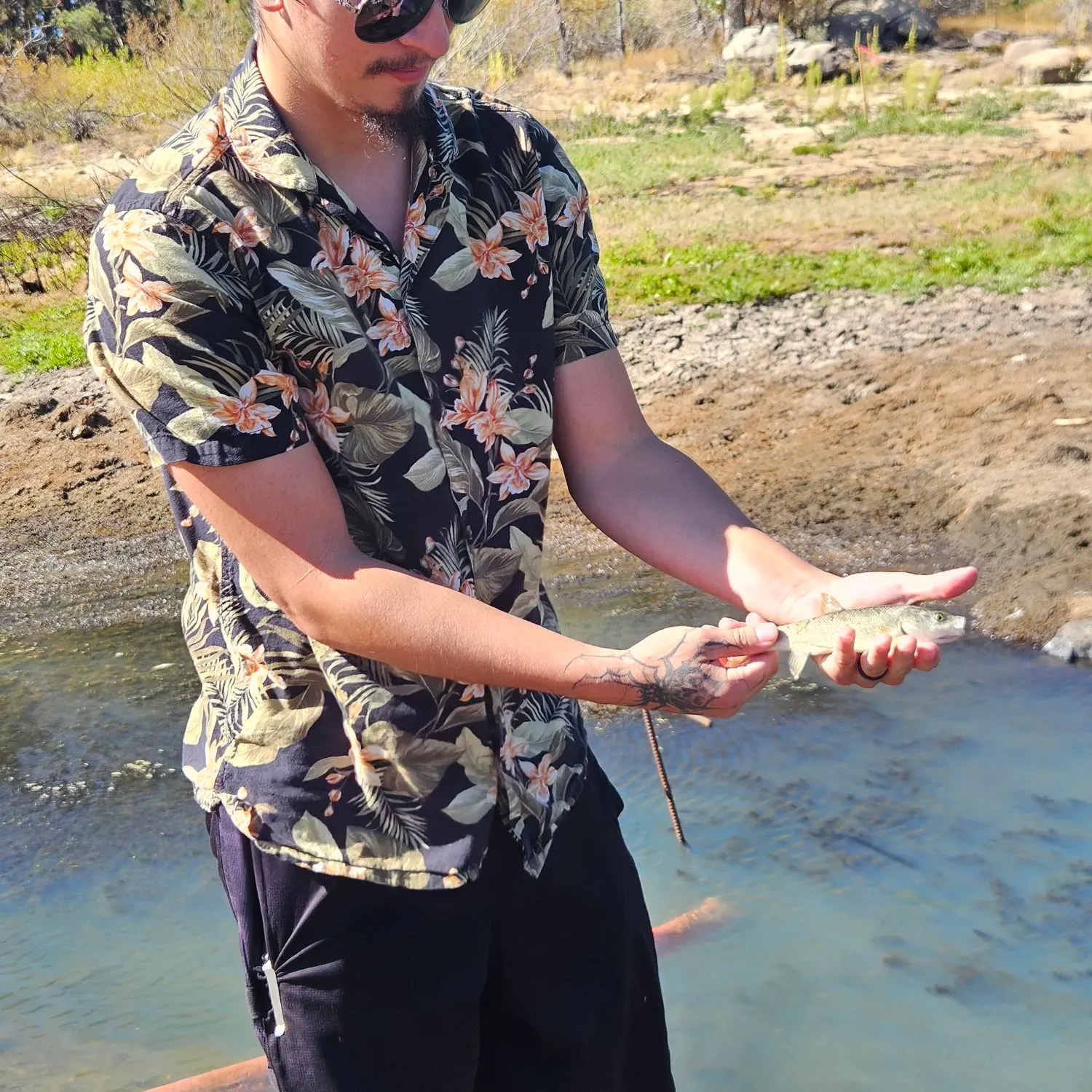 Tui chub caught on Fishbrain
