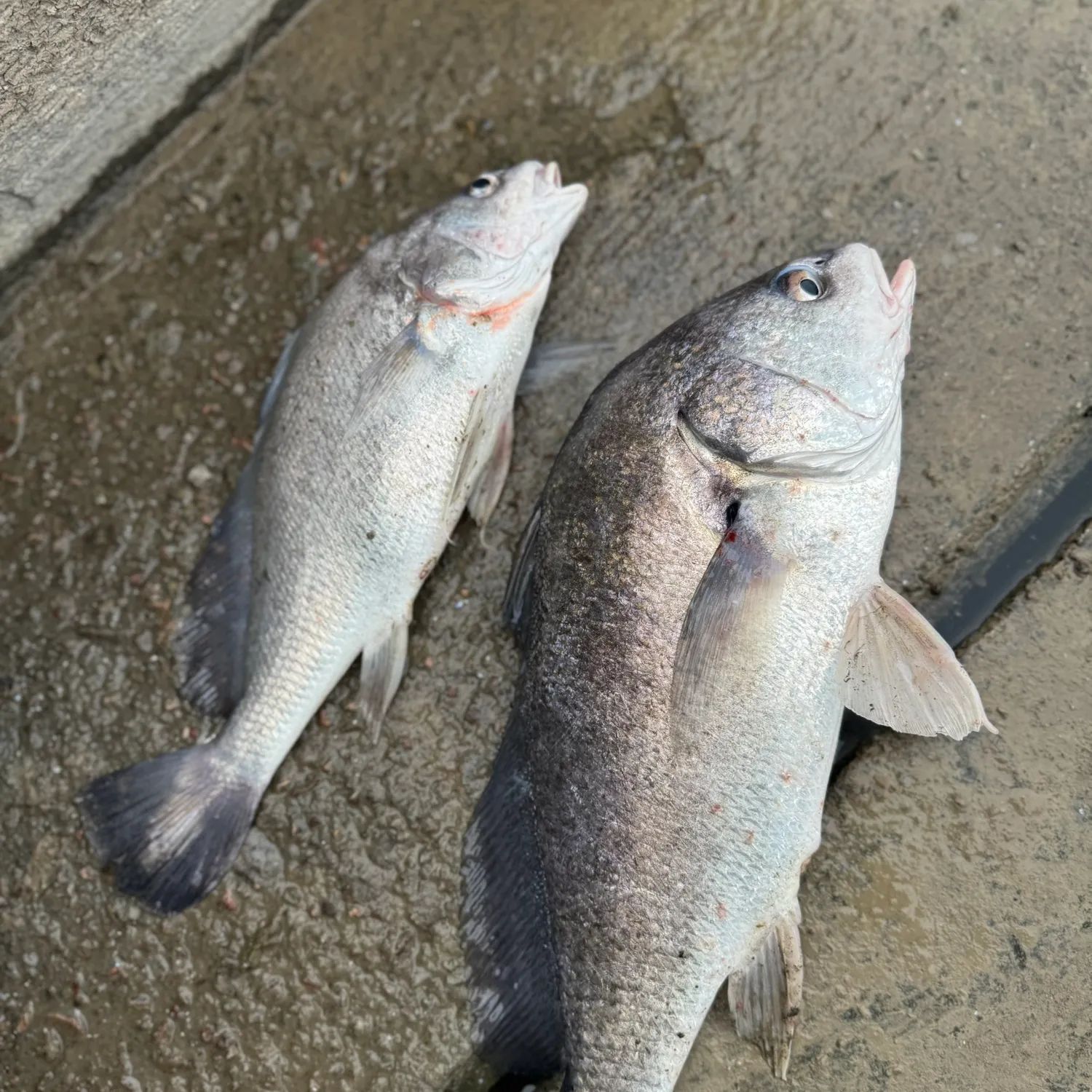 The most recent Freshwater drum catches on Fishbrain