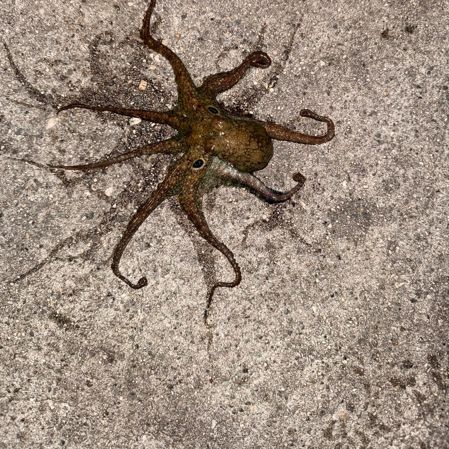 The most recent California two-spot octopus catches on Fishbrain