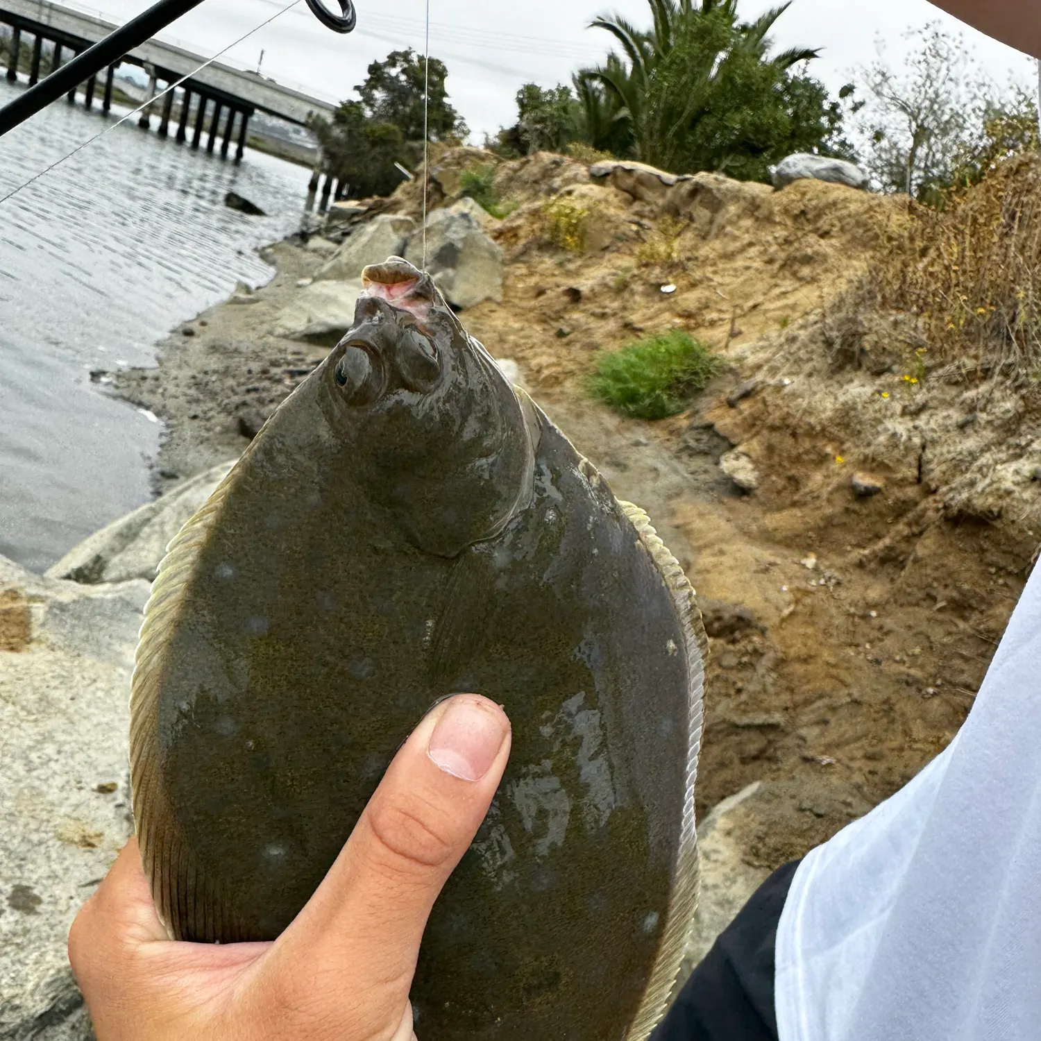 The most recent Turbot catches on Fishbrain