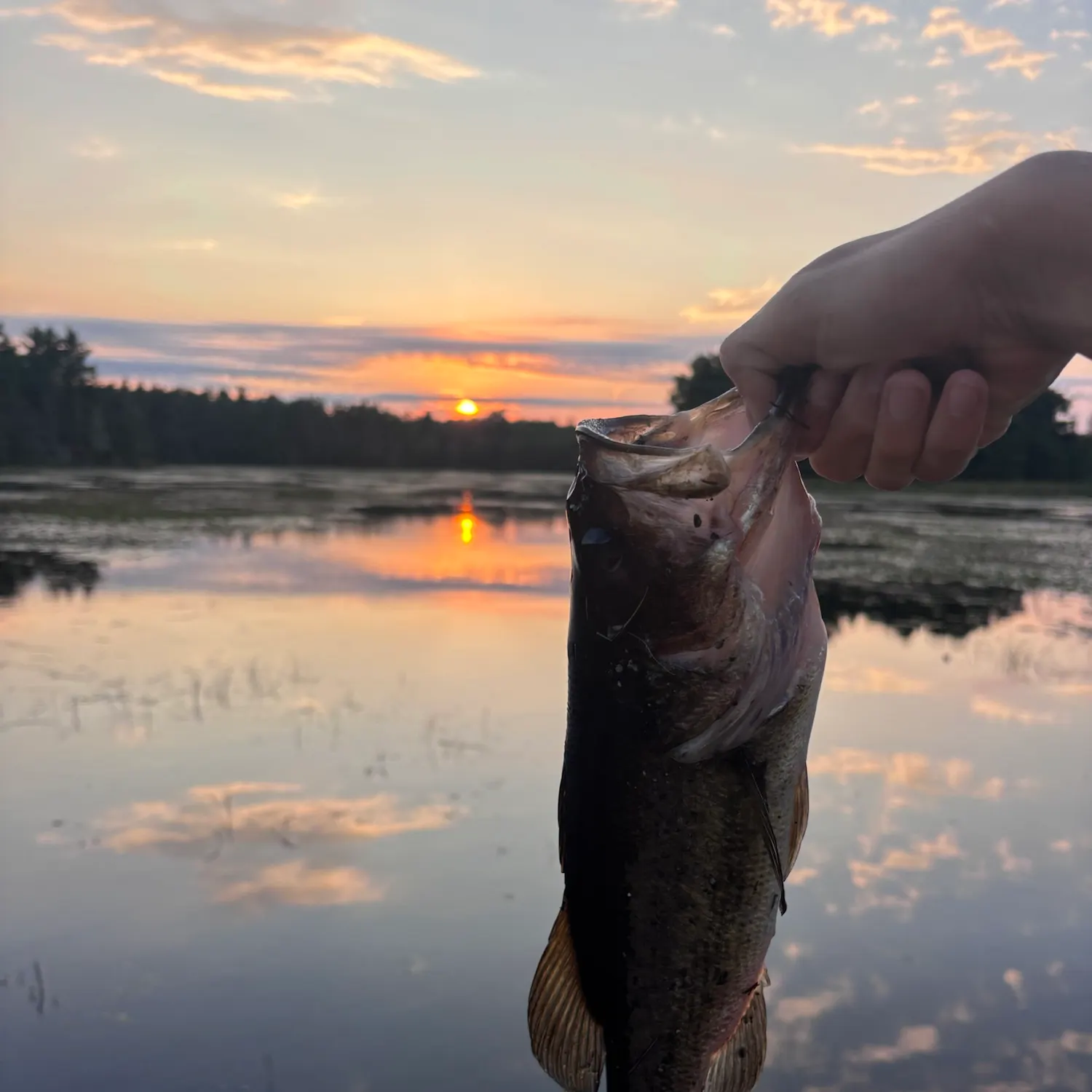 Largemouth bass caught on Fishbrain