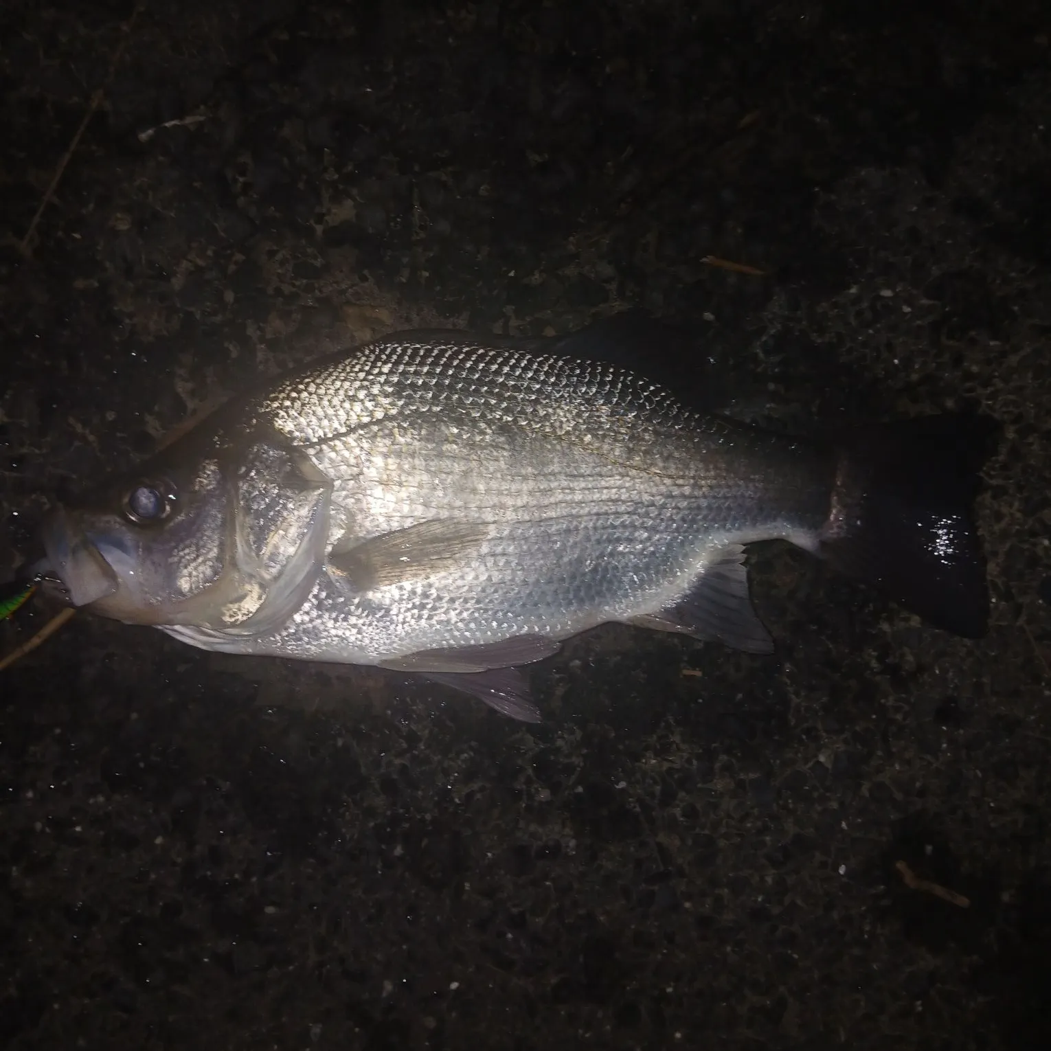 The most recent Estuary perch catches on Fishbrain