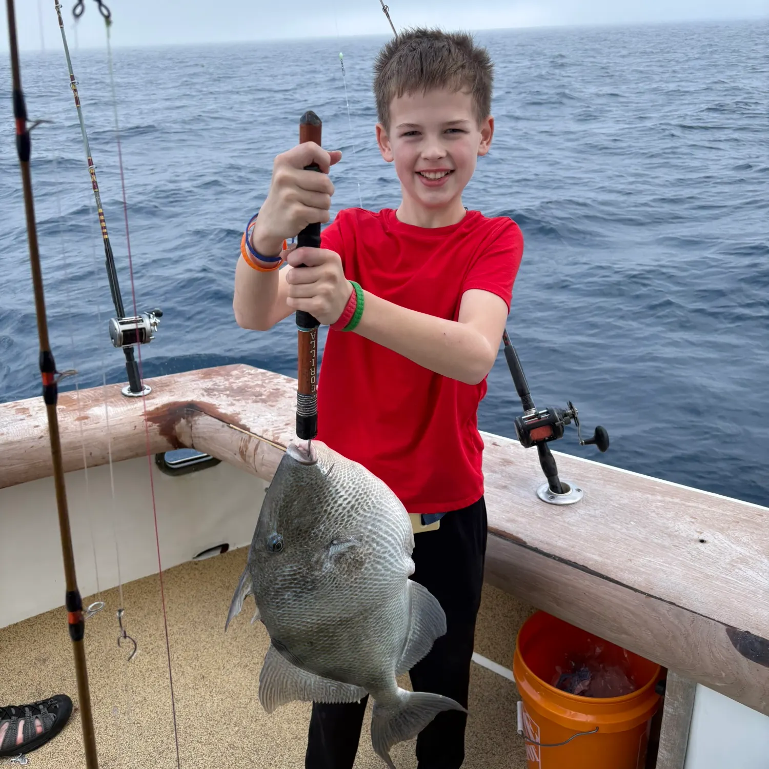 Grey triggerfish caught on Fishbrain