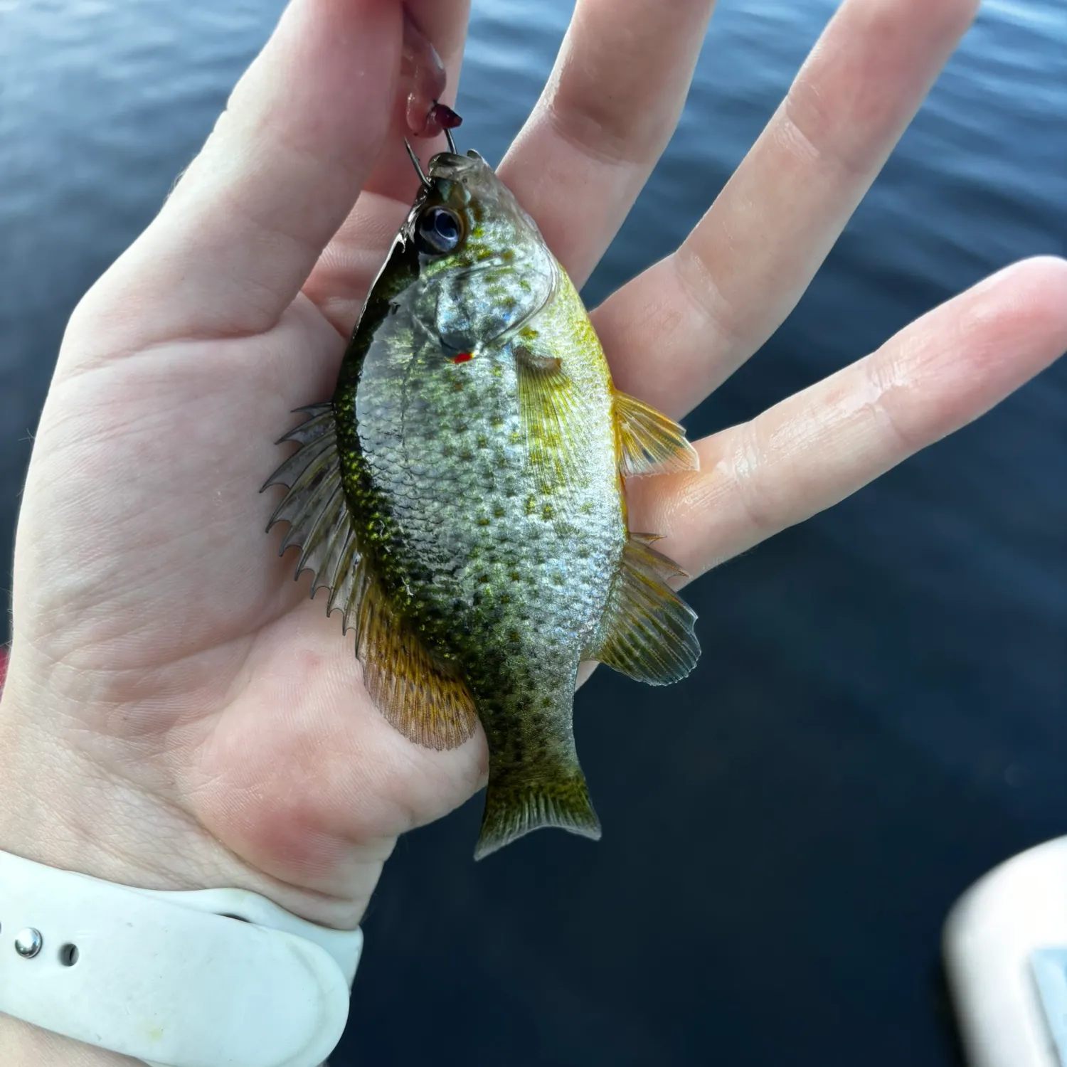 Pumpkinseed caught on Fishbrain