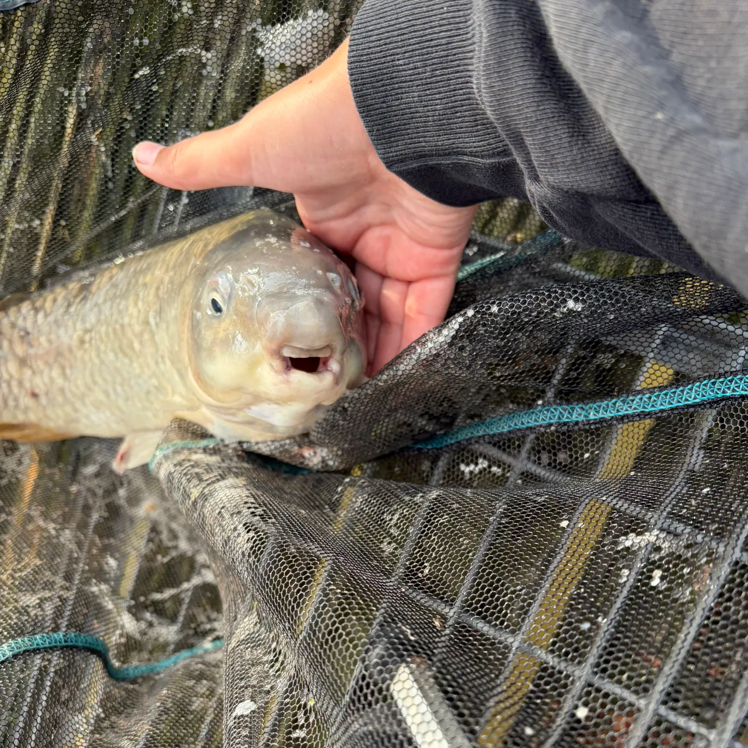 Common carp caught on Fishbrain