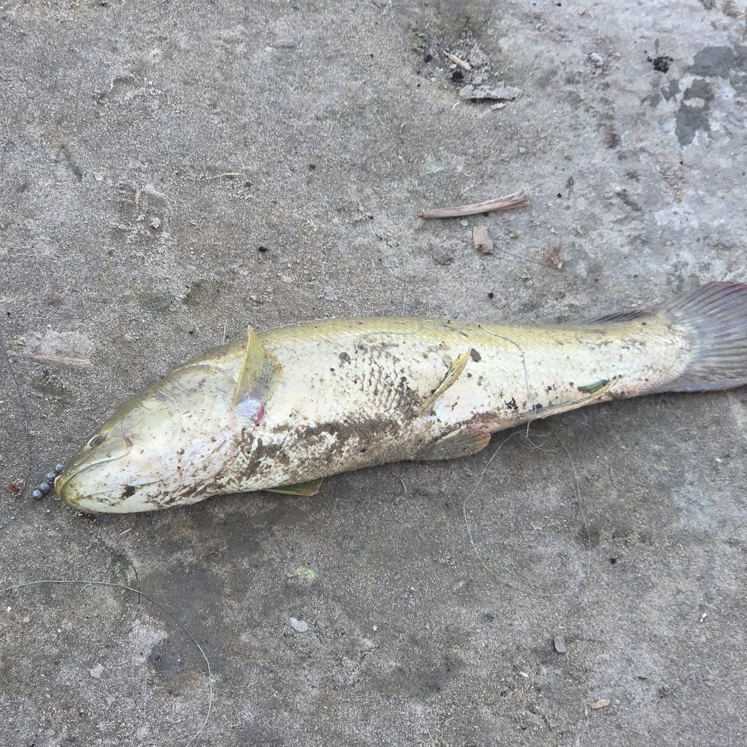 catch