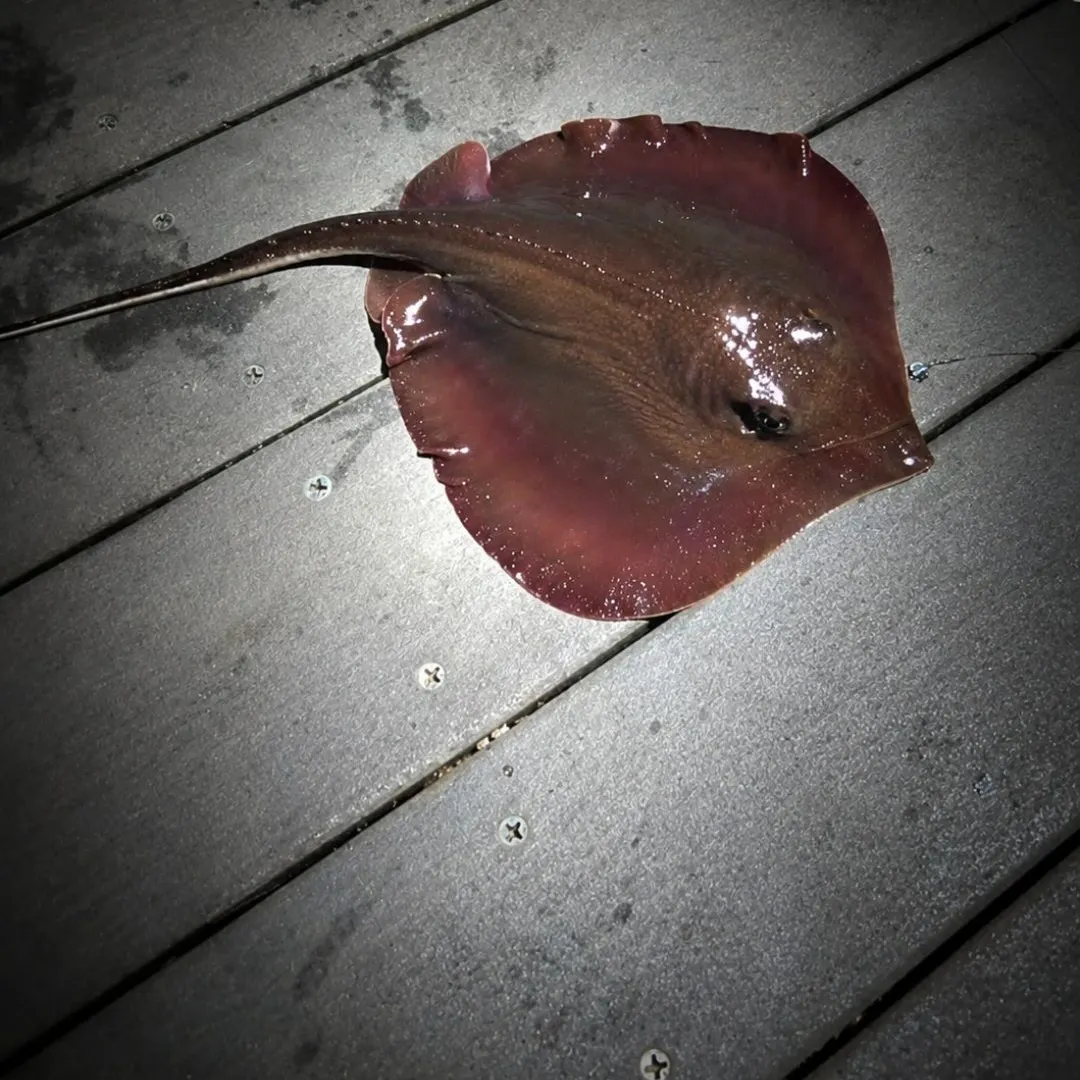 Atlantic stingray caught on Fishbrain