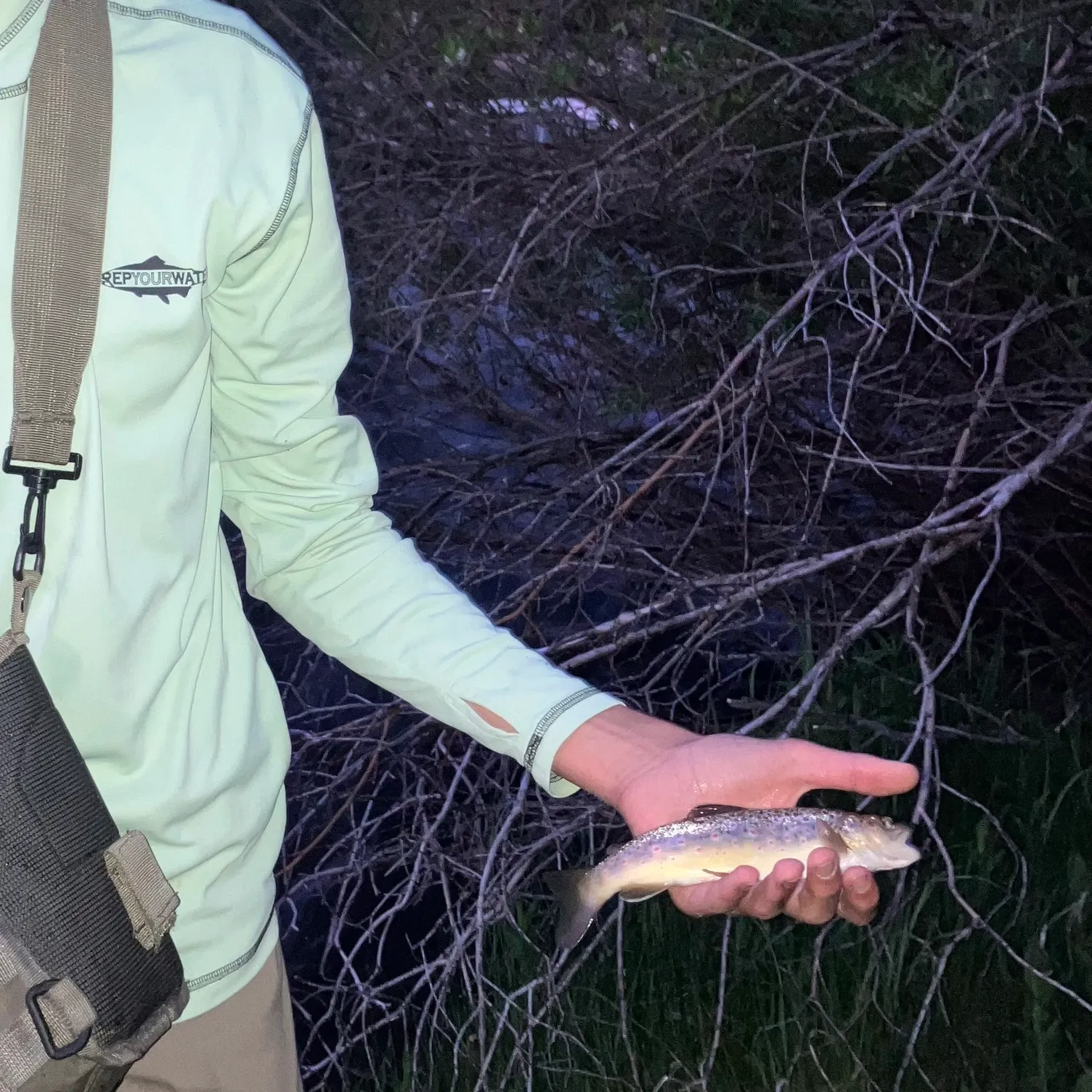 The most recent Golden trout catches on Fishbrain