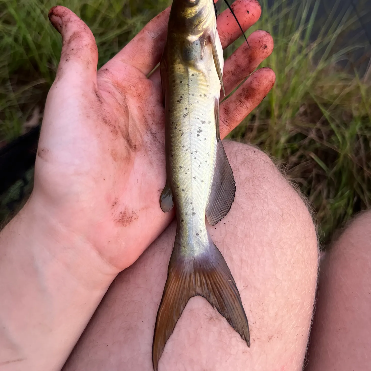 Channel catfish caught on Fishbrain
