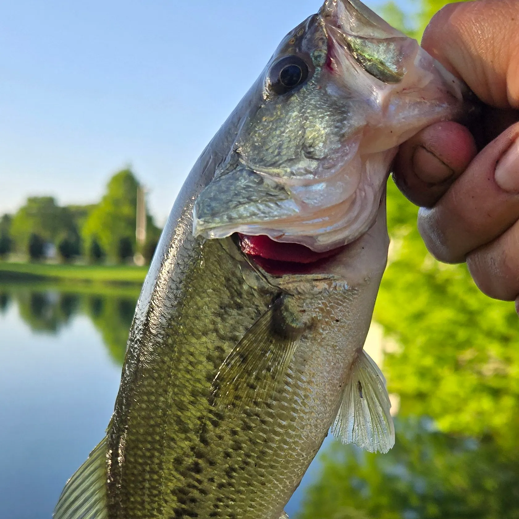 most liked catch image
