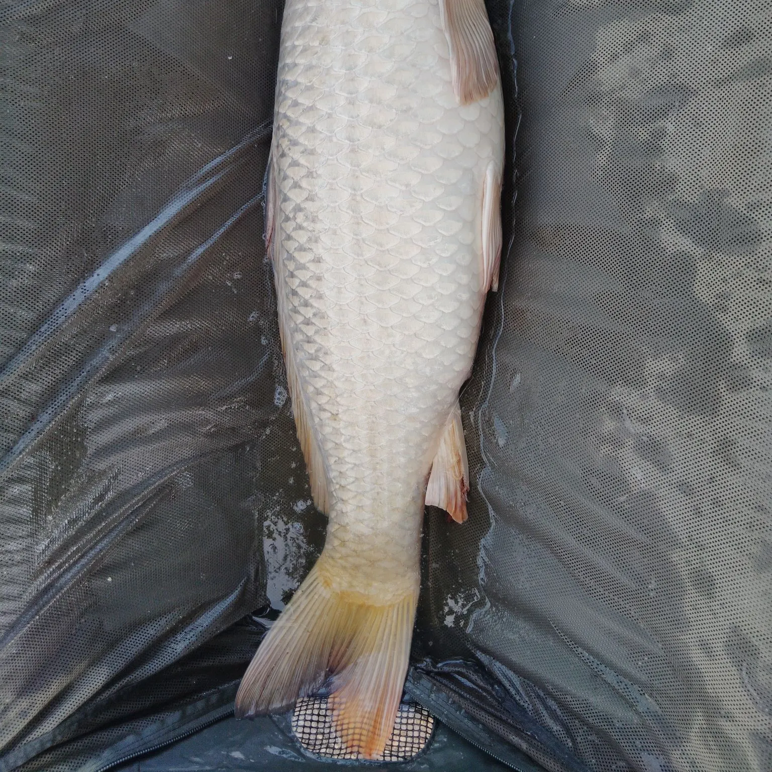 Common carp caught on Fishbrain