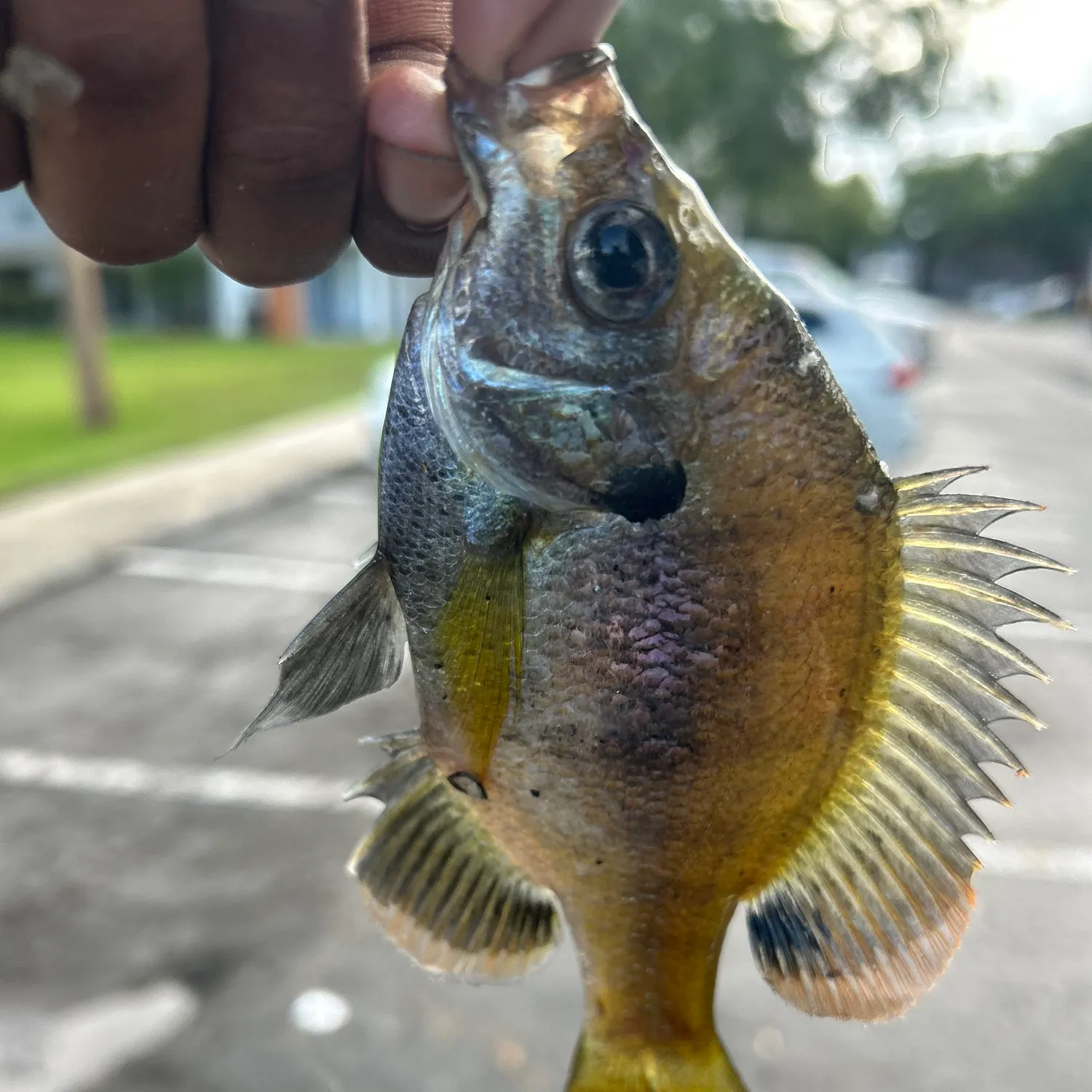 Fish caught on Fishbrain