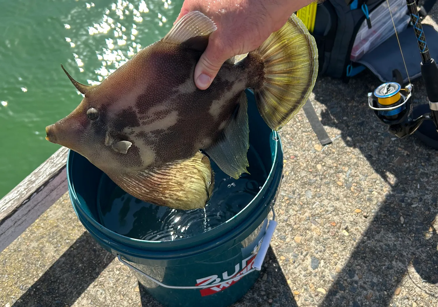 Large-scaled leatherjacket