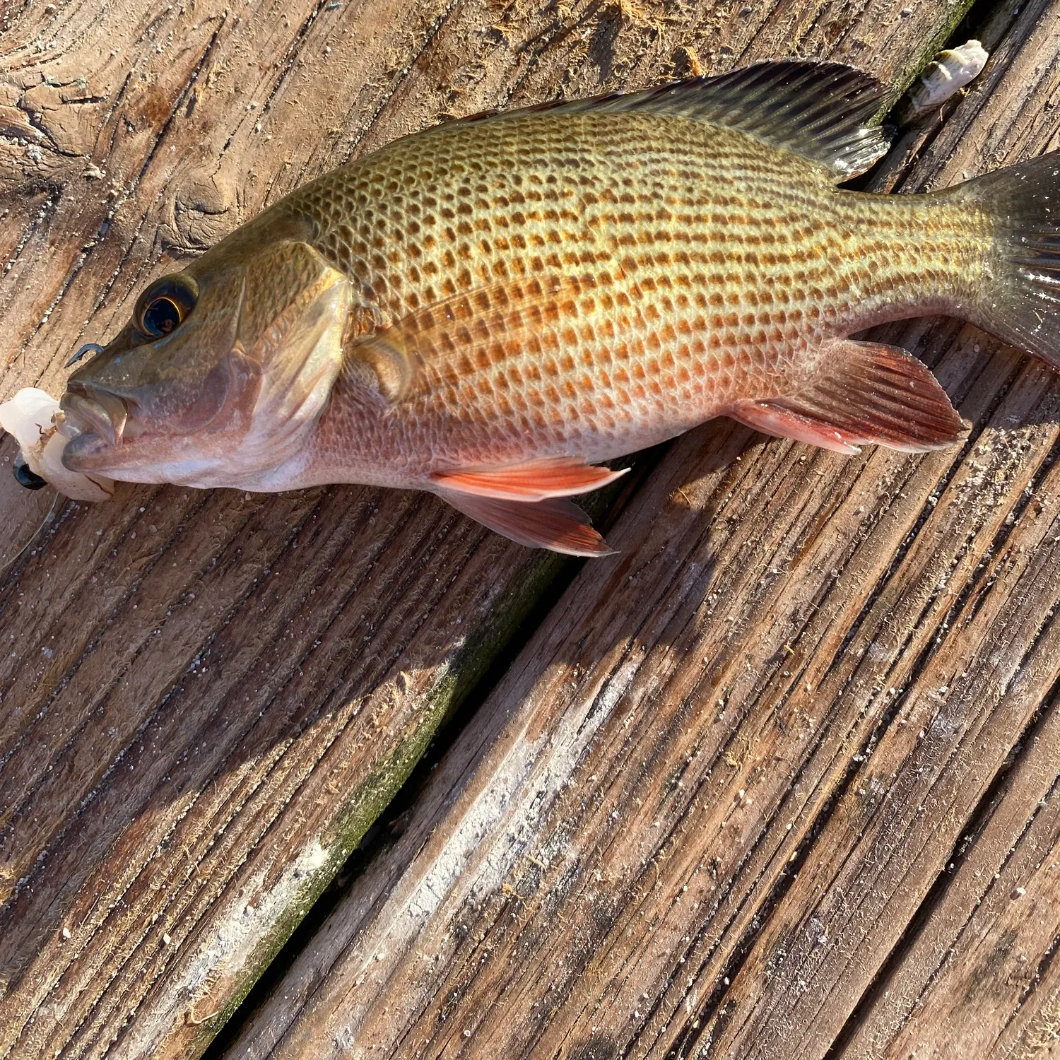 Mangrove snapper caught on Fishbrain