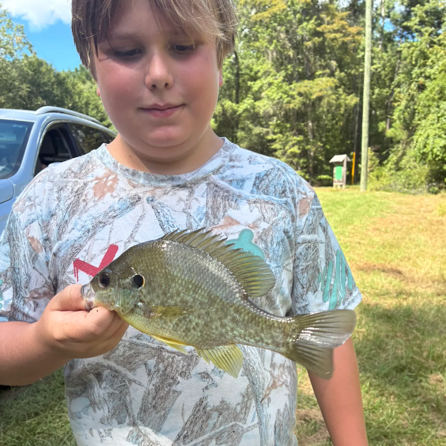 Bluegill caught on Fishbrain