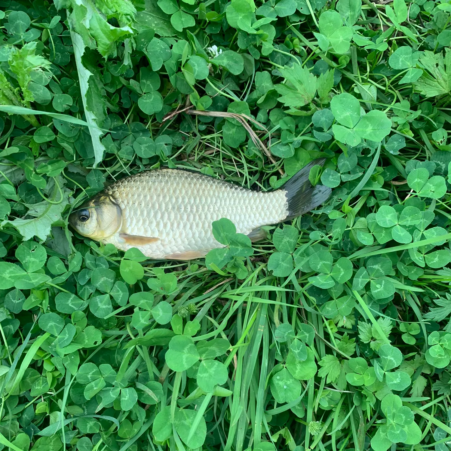 Fish caught on Fishbrain